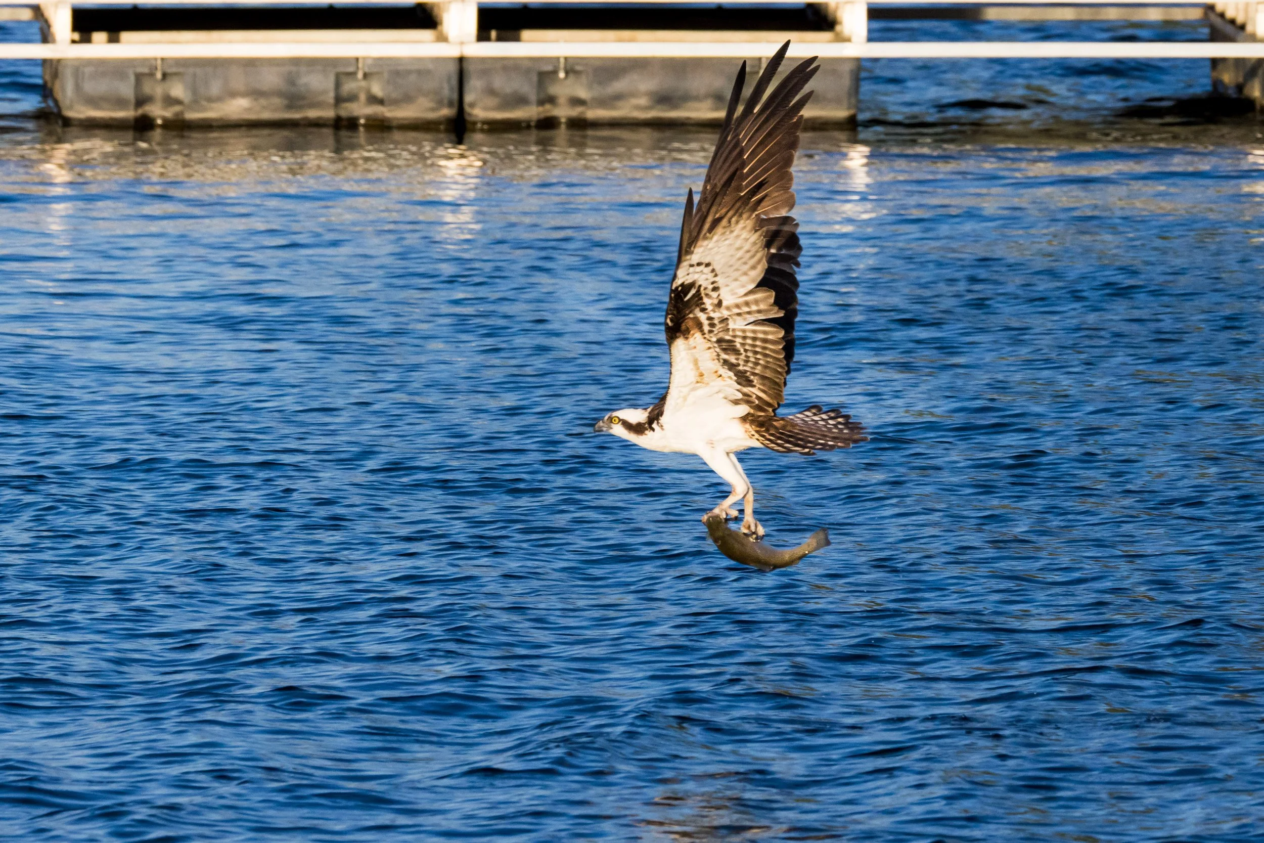 Osprey Catching A Fish April 2026-5019.JPG