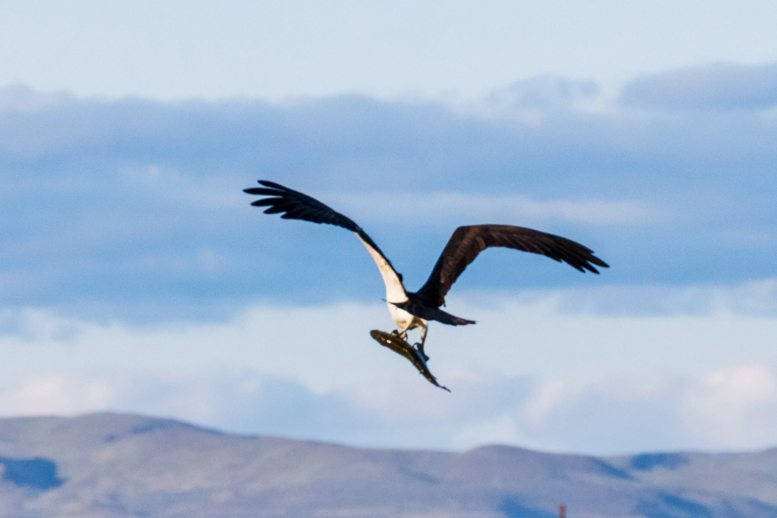 Osprey Catching A Fish April 2026-5036.JPG