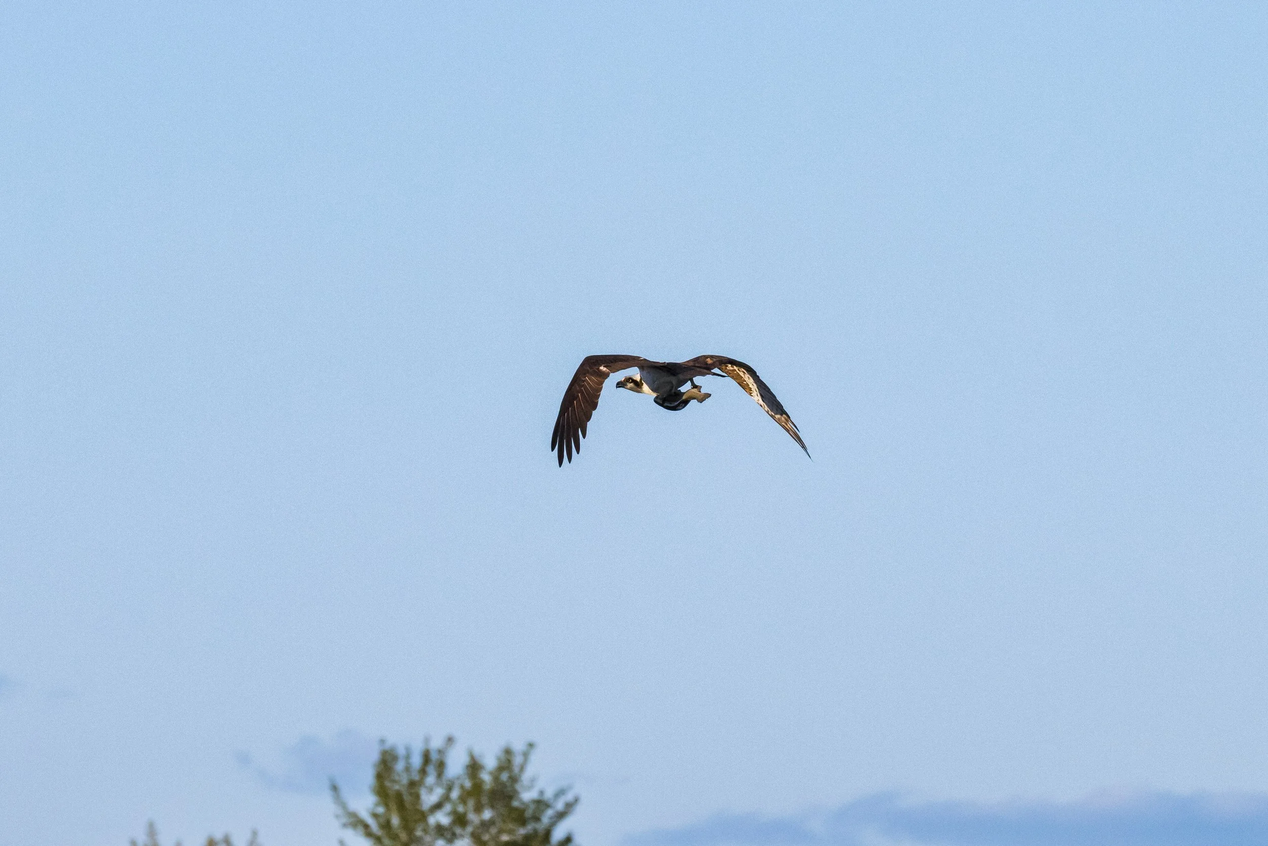 Osprey Catching A Fish April 2026-5039.JPG