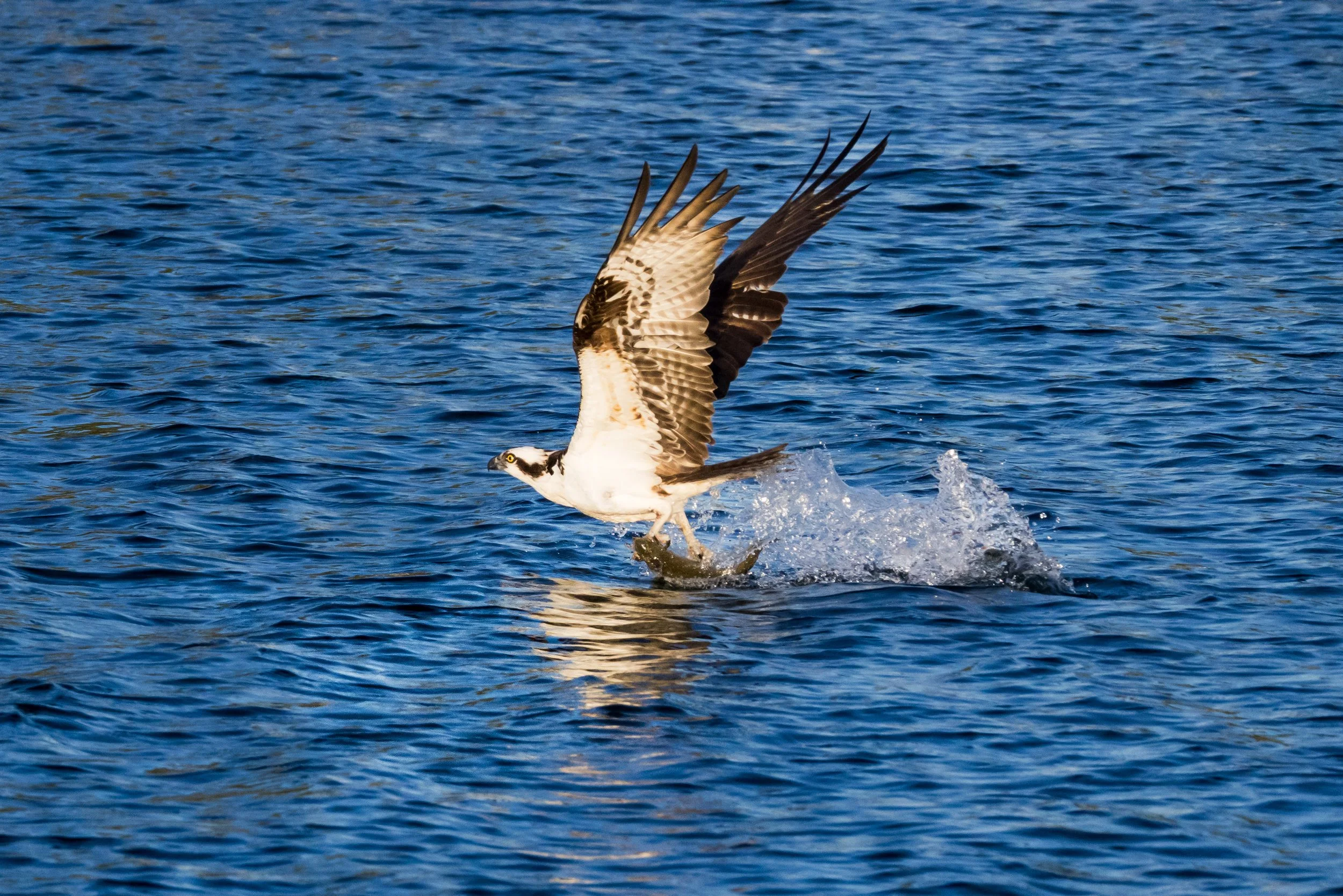 Osprey Catch of the Day