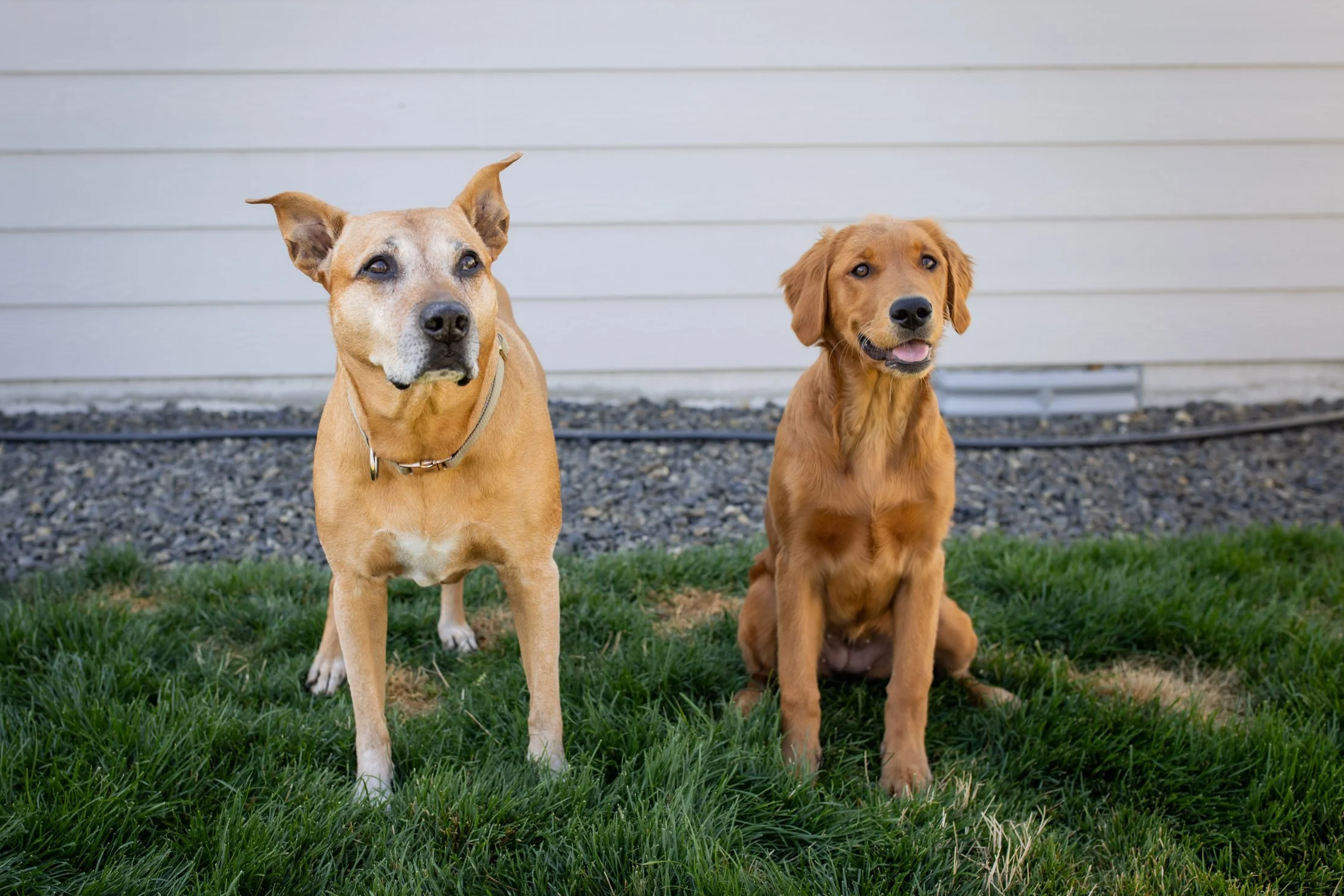 Harlie up to 18 weeks old -0484.png