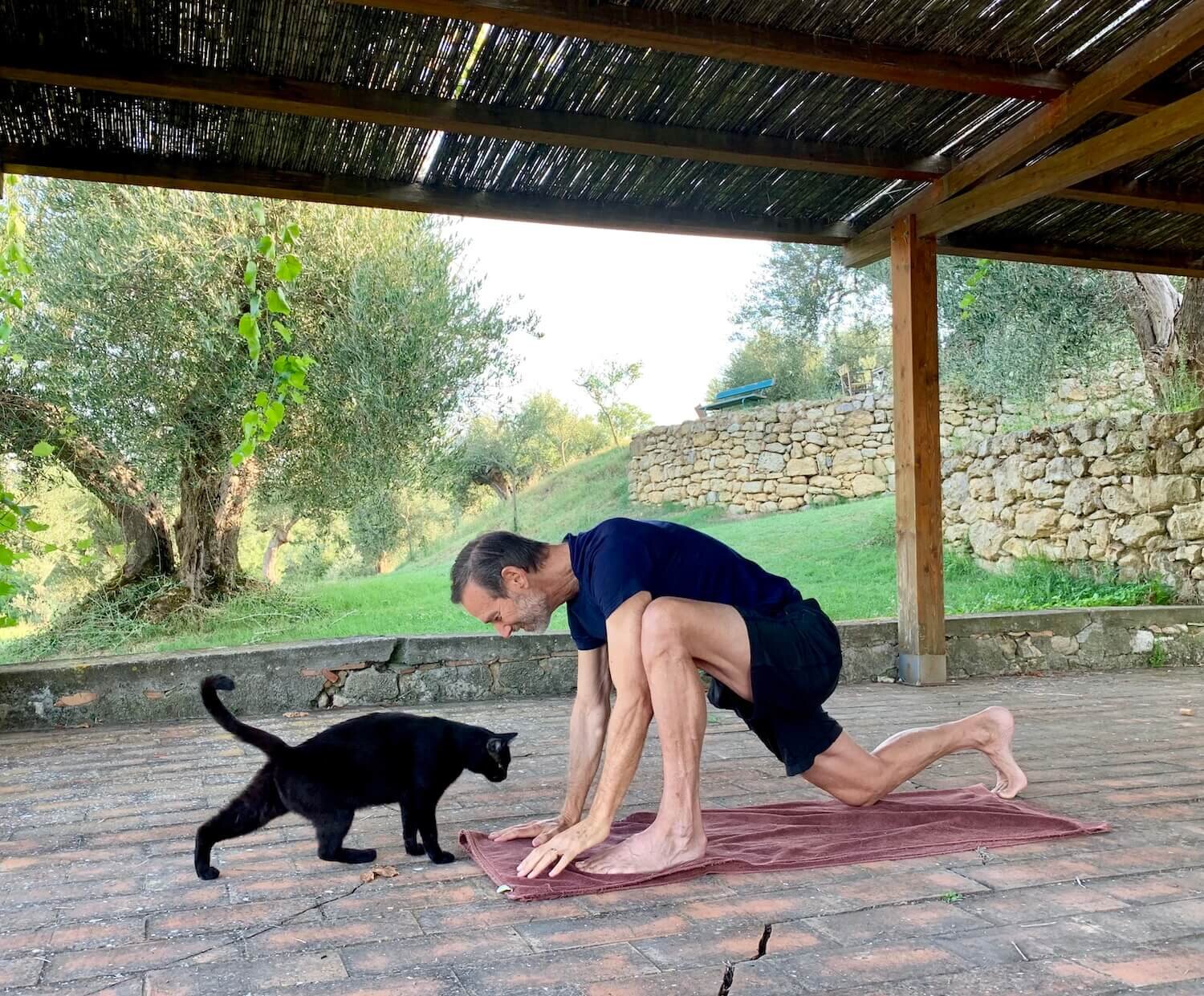 yoga-cat (1).jpg