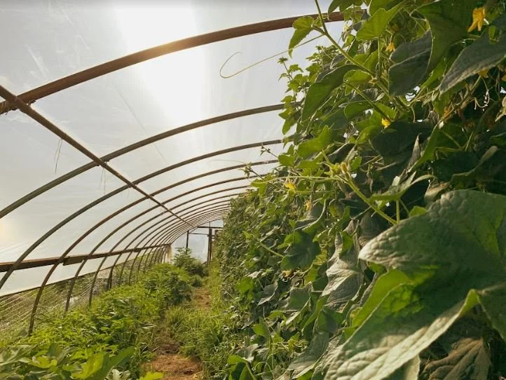Mystic Forest and Farm Conservation Easement