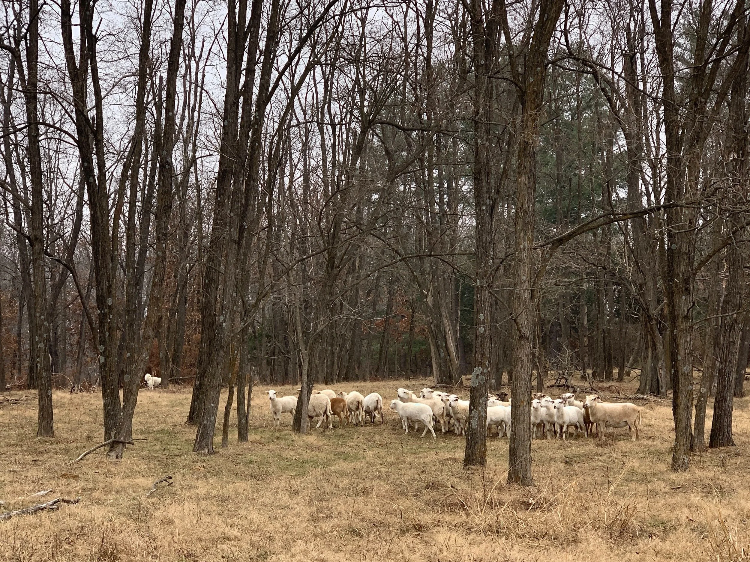 Birch Cove Farm Conservation Easement