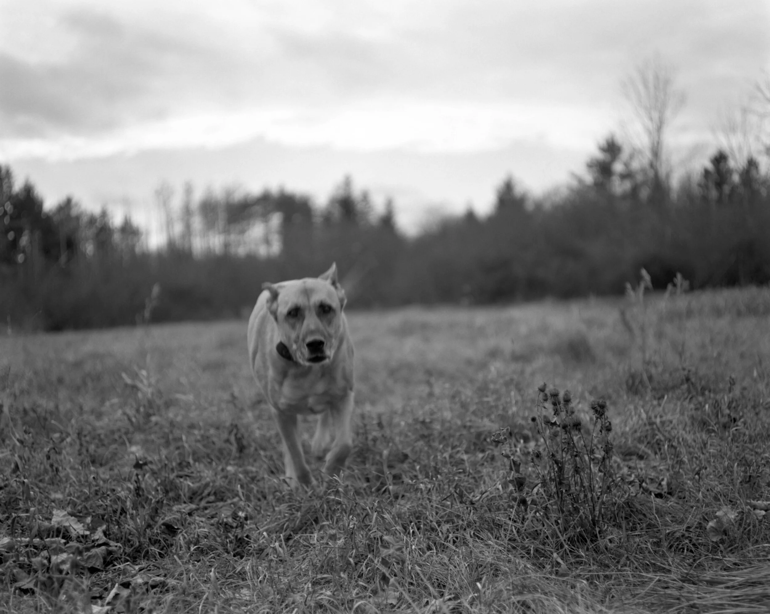  Pictures made using a 4x5 Toyo Field Camera. 