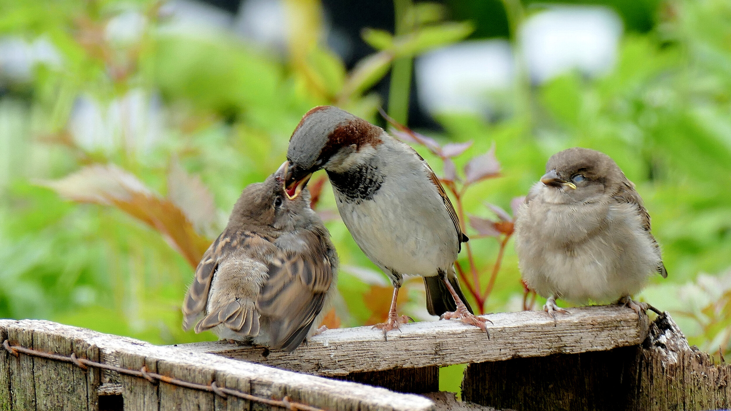 Wild Bird Feed