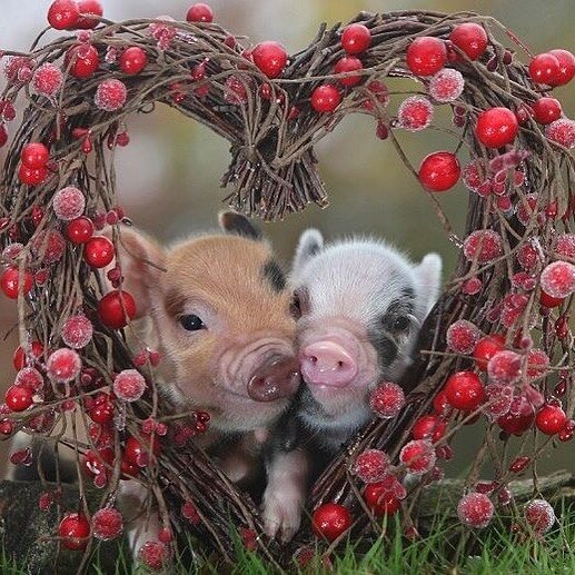 Happy Valentine&rsquo;s Day. Don&rsquo;t be a little stinker.  make sure you show the love. #nobletonfeedmill #budsonfarmandfeed