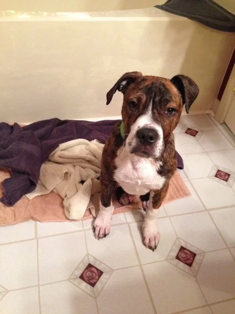 Roscoe's First Day in His Forever Home