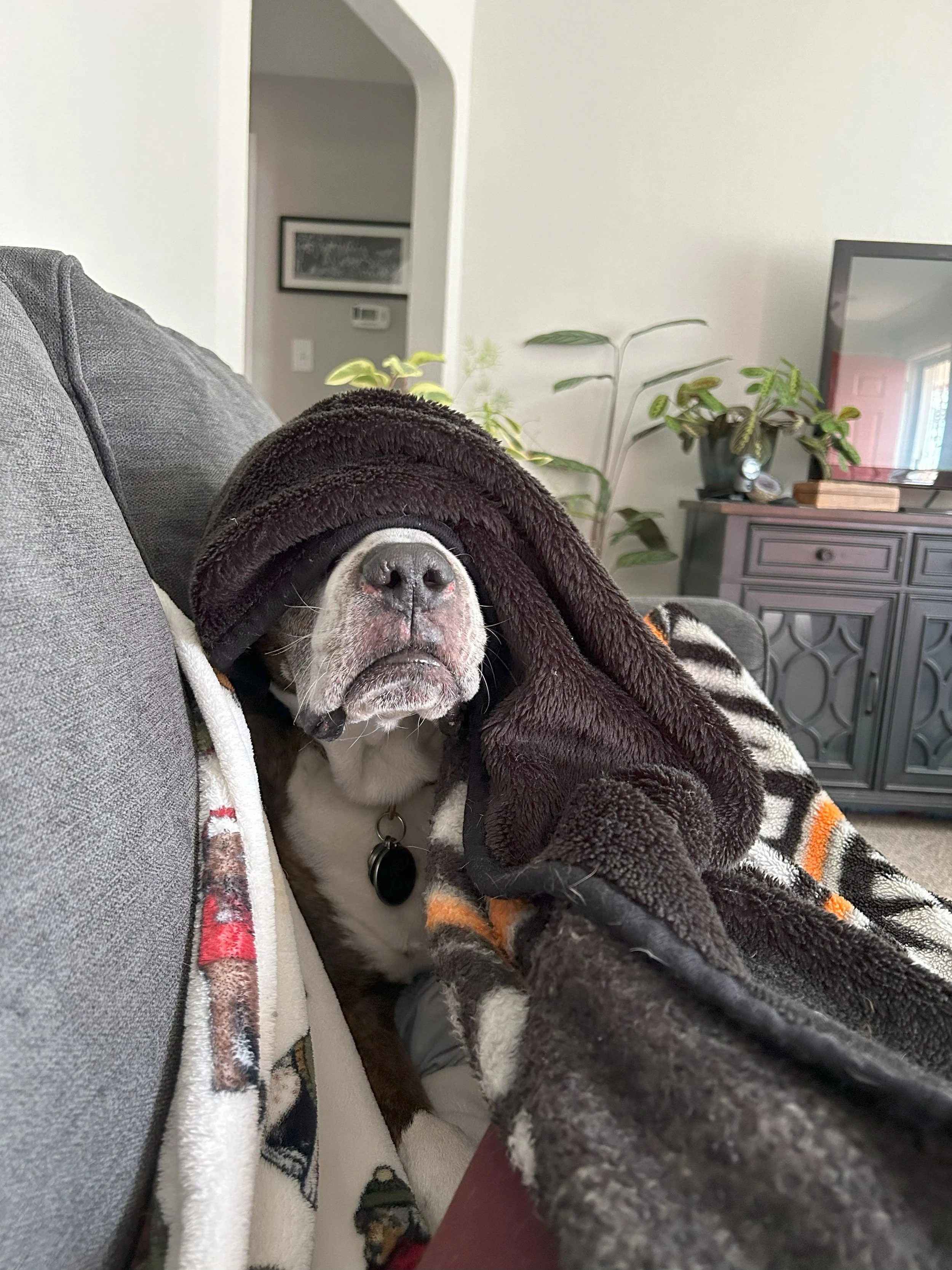 Roscoe, Lover of Blankets: Vol 1