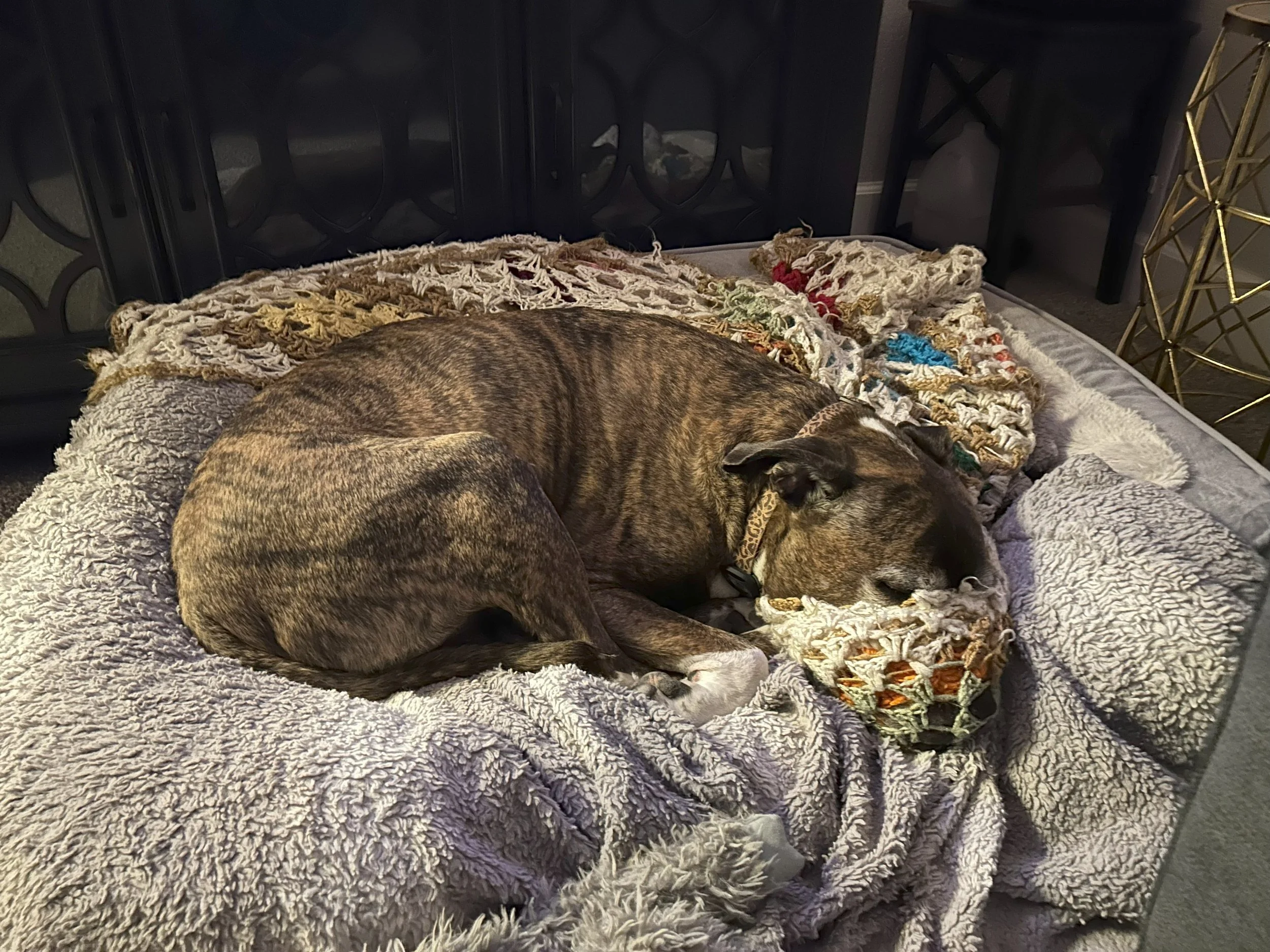 Roscoe, Lover of Blankets: Vol 2