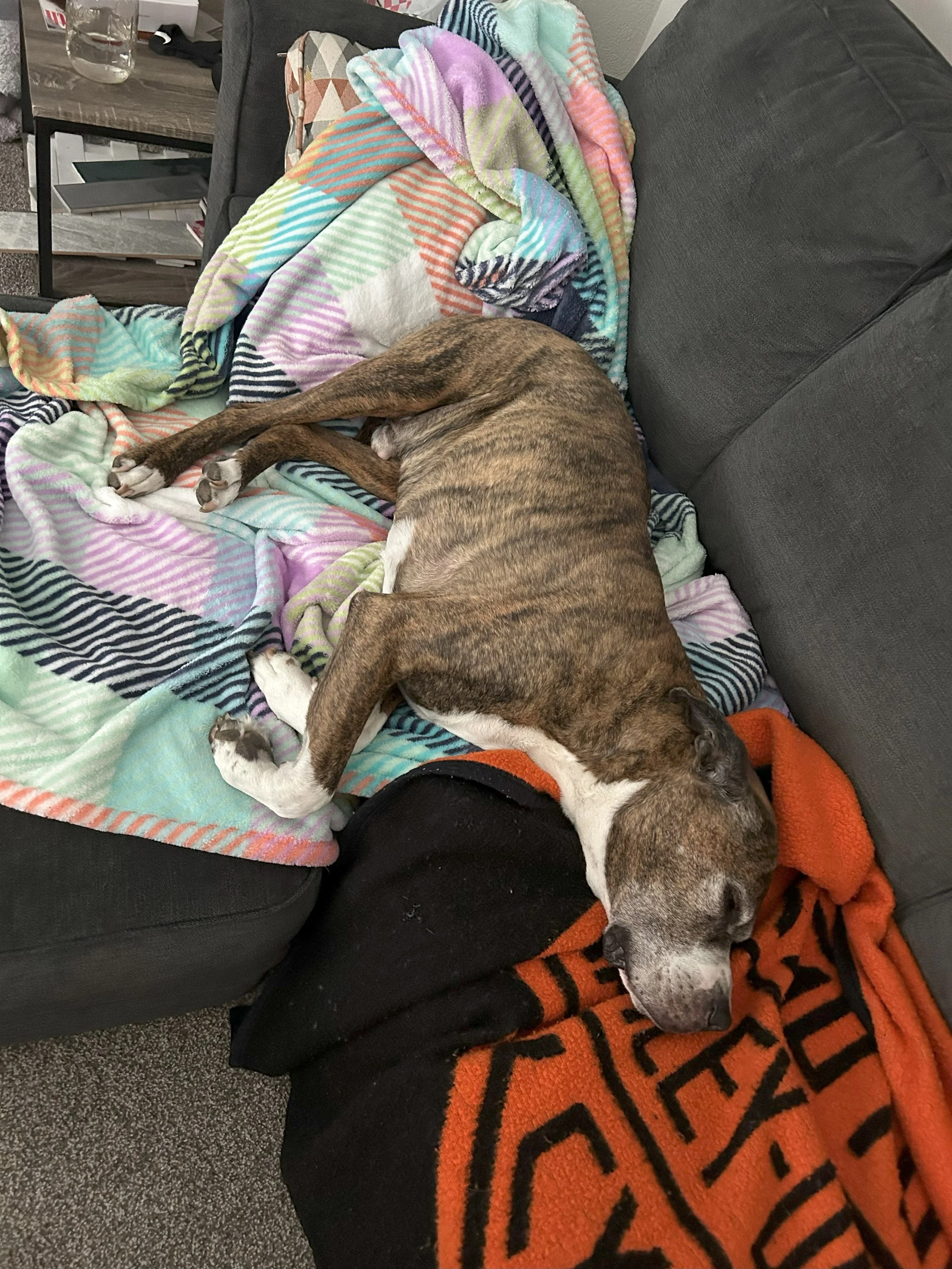 Roscoe, Lover of Blankets: Vol 4