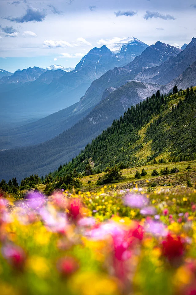 Alpine Meadows