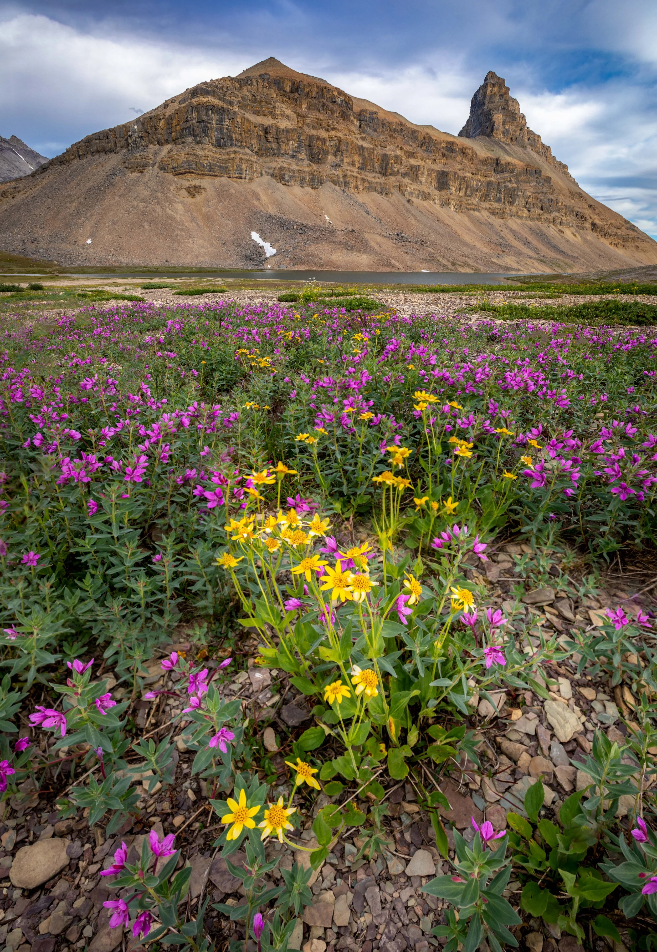 Kahli-April-Photography-backcountry-bloom.JPG