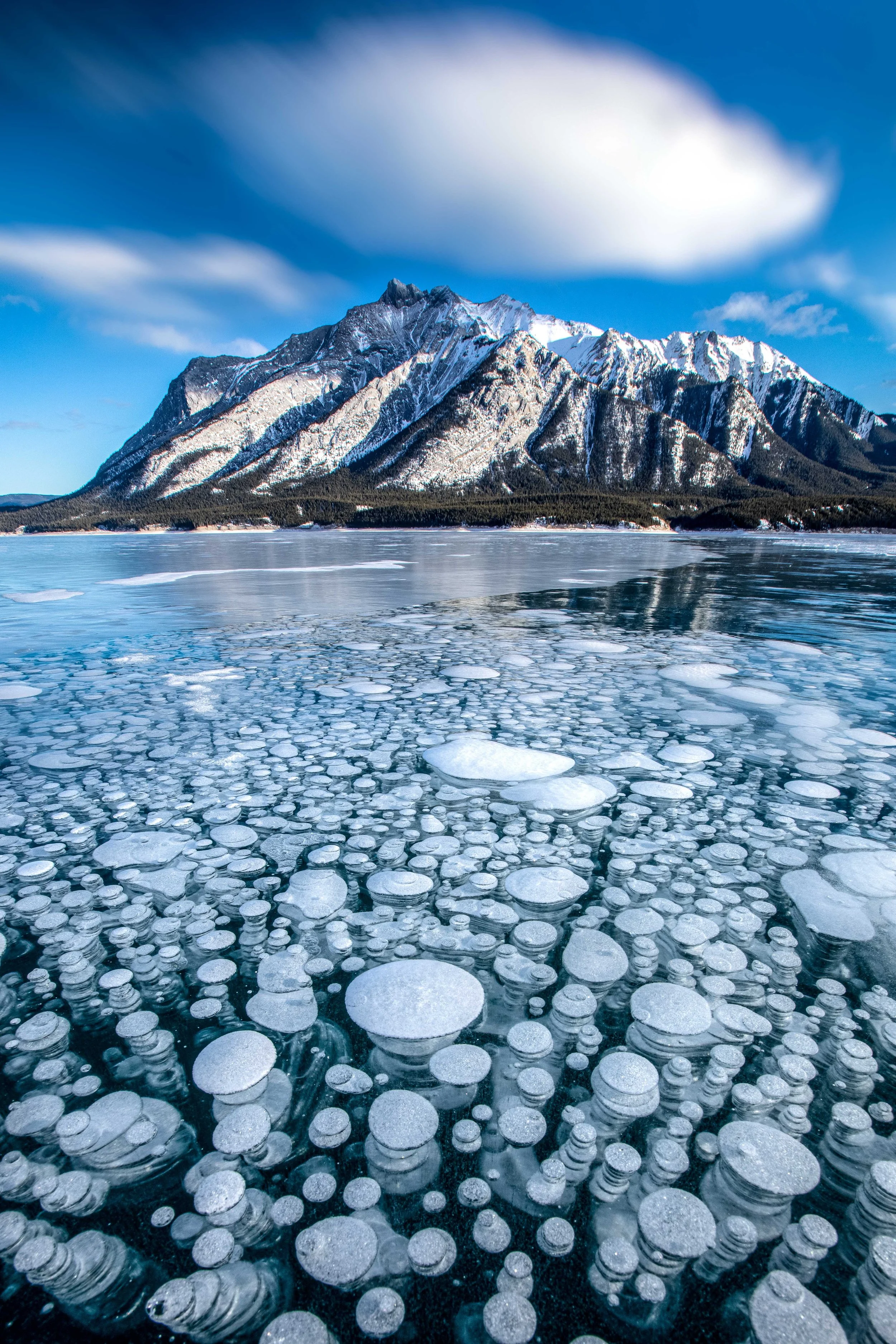 Frozen Fizz