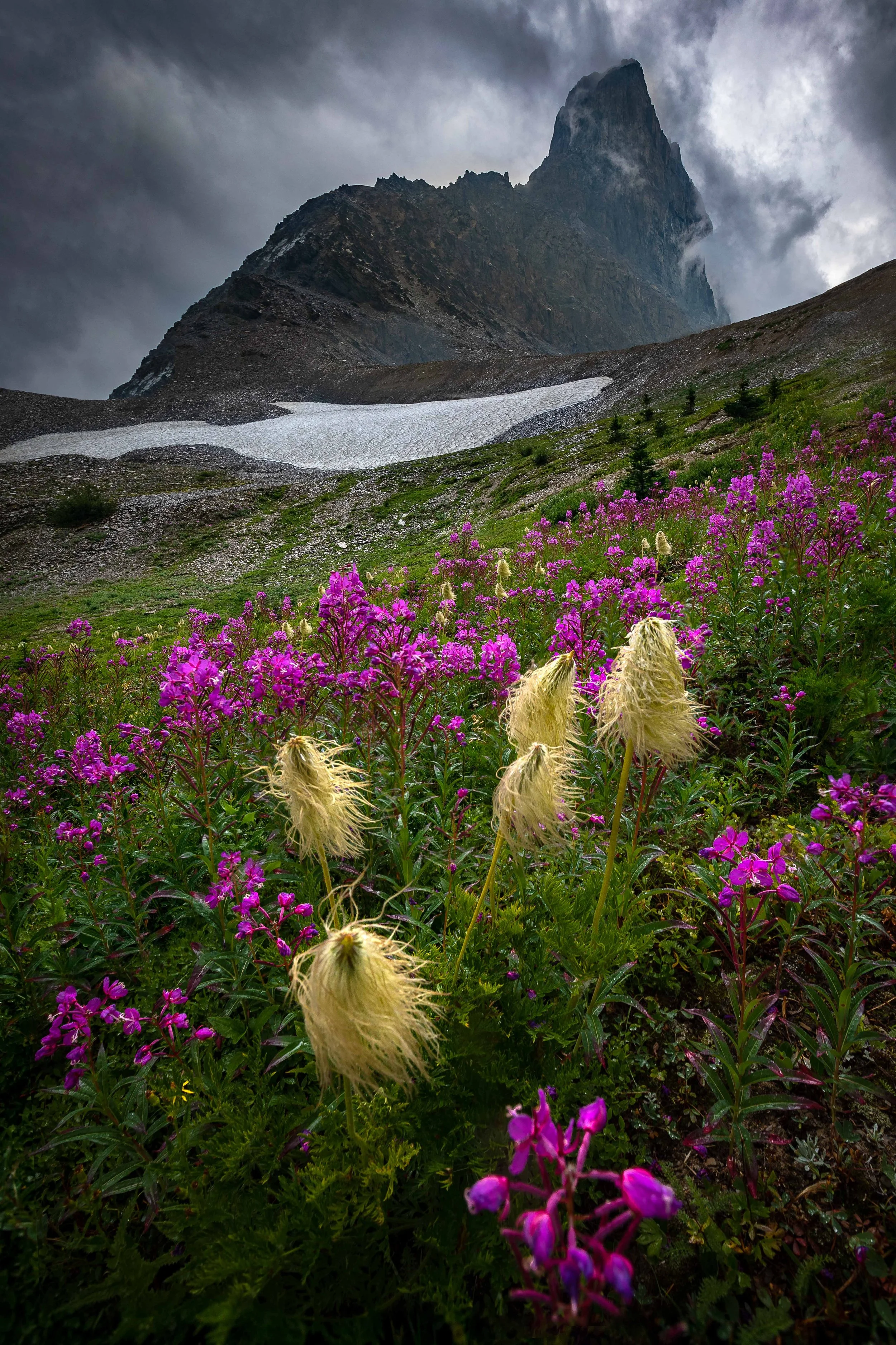Stormy Meadows