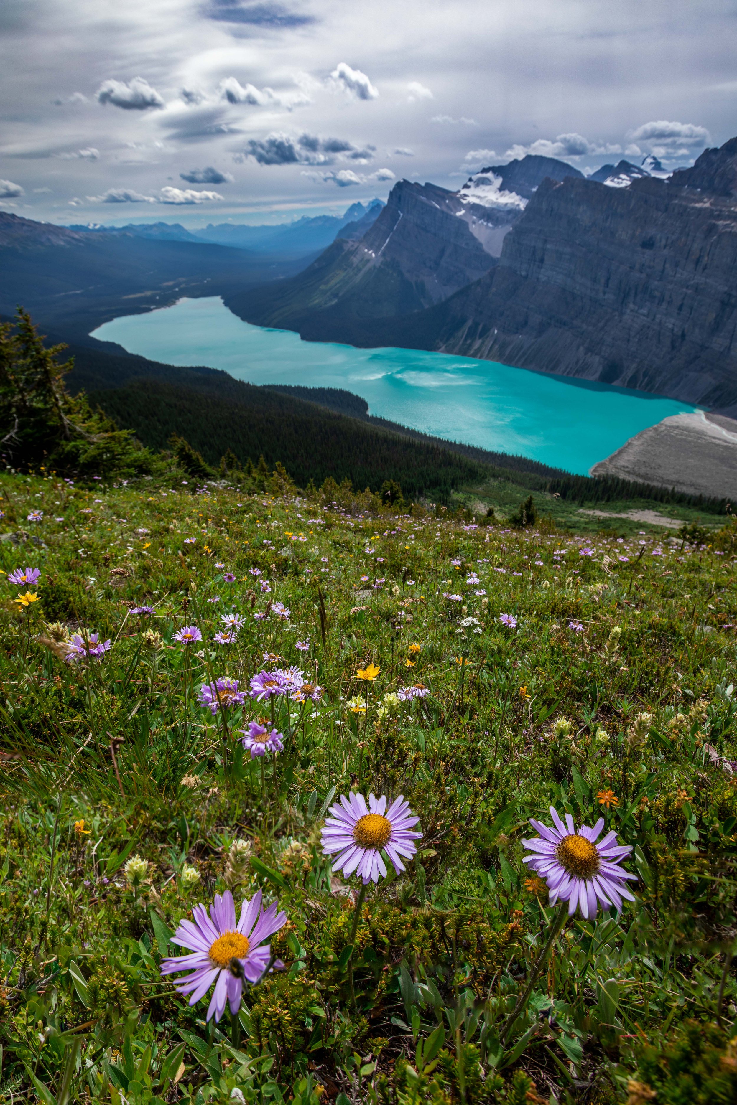 Summer Splendour