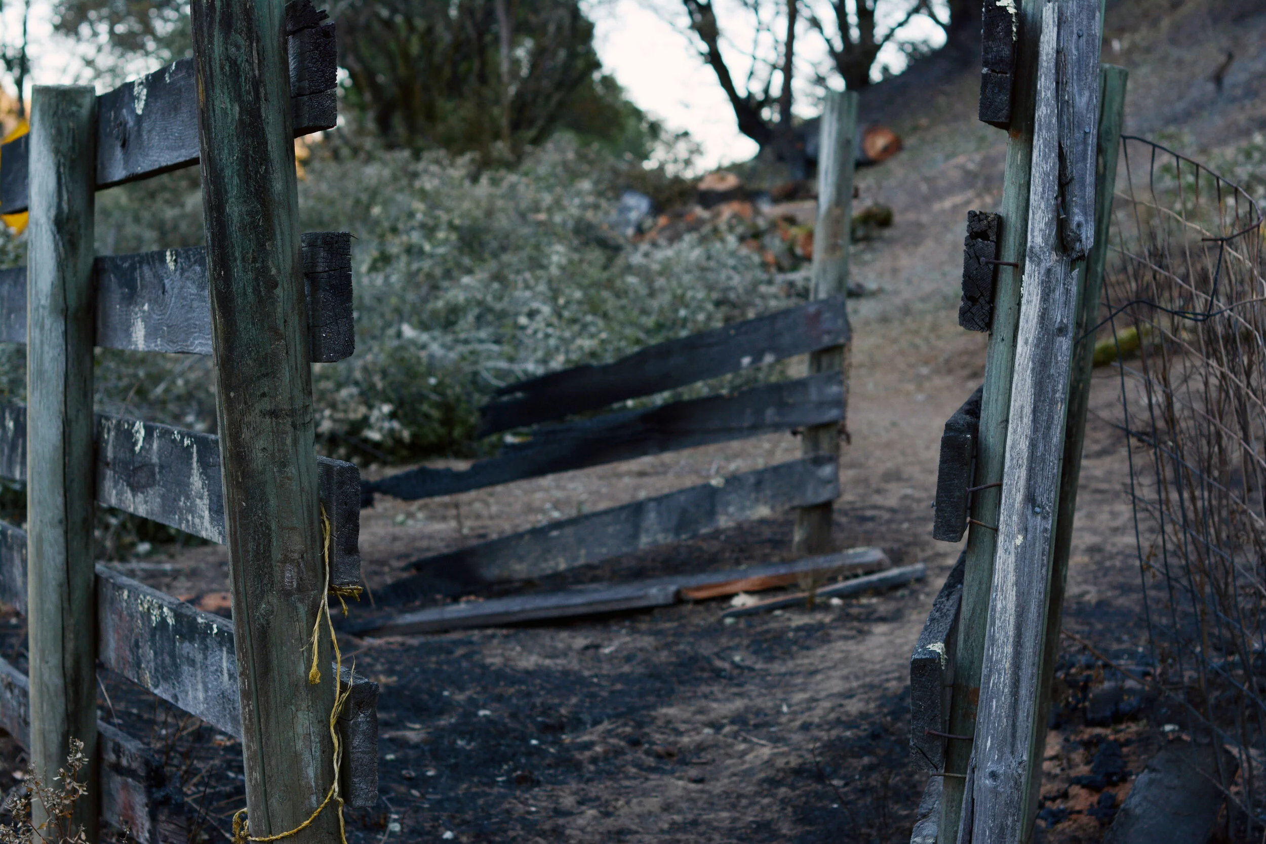 A burnt fence still stands on scorched earth beside Chalk Hill Road. The Kincade wildfire burned for 11 days, destroying 374 structures, damaging 60 structures and forcing over 200,000 people to evacuate. Photo by Eric Fang