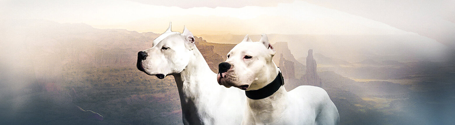 Breed history for the Dogo Argentino — Dogo Argentino Club of America