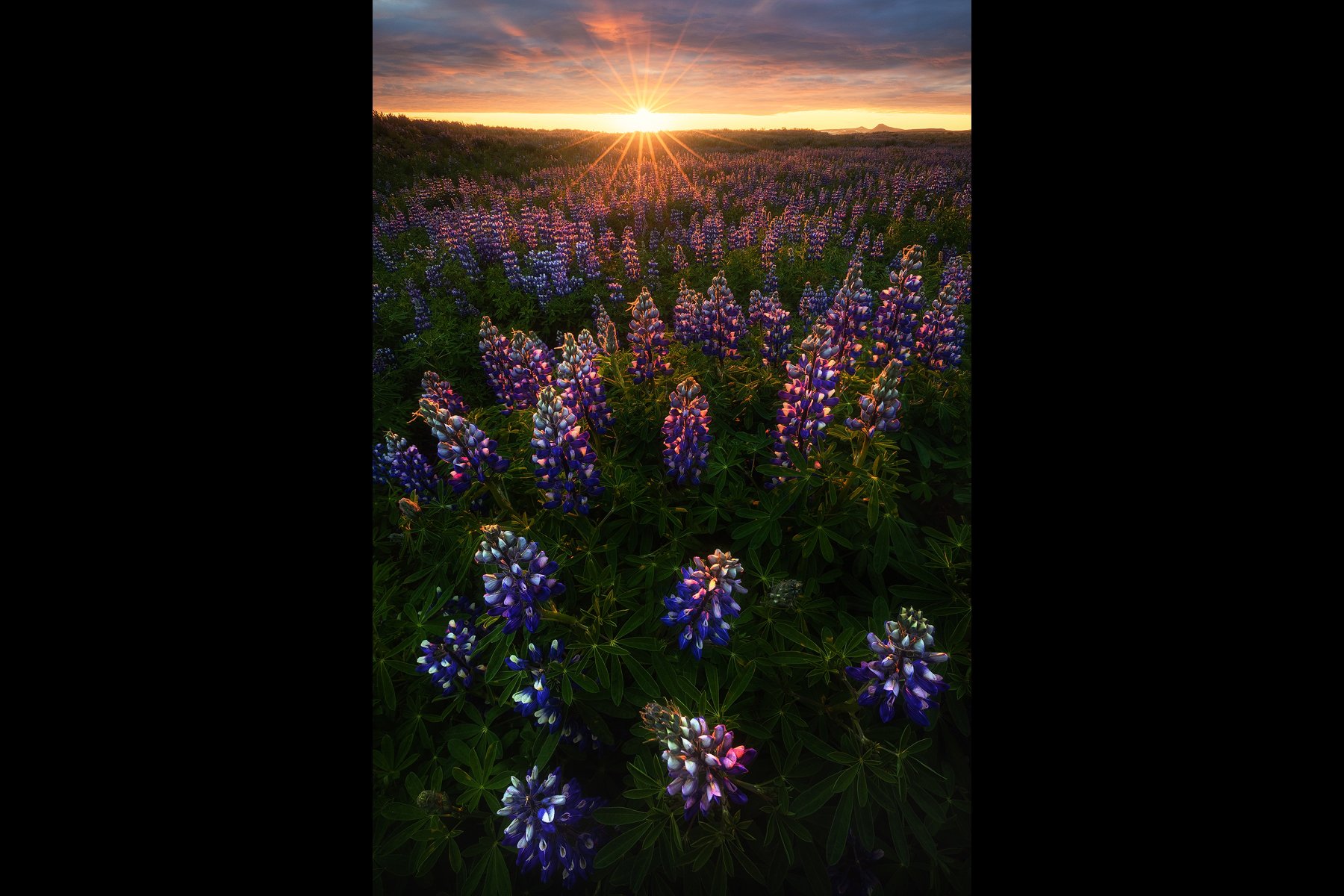 Iceland-Lupine-Sunrise-Banner.jpg