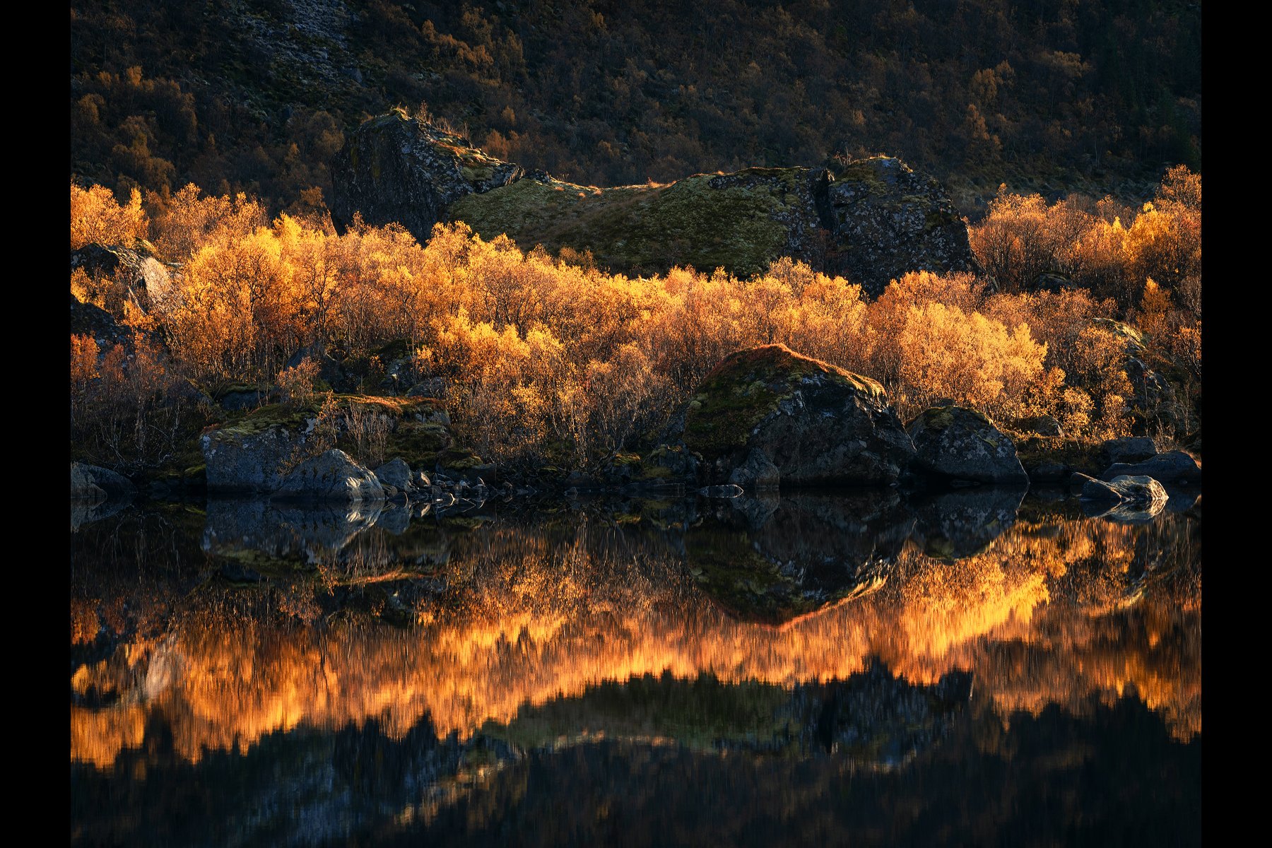 Lofoten-Golden-Trees-Banner.jpg