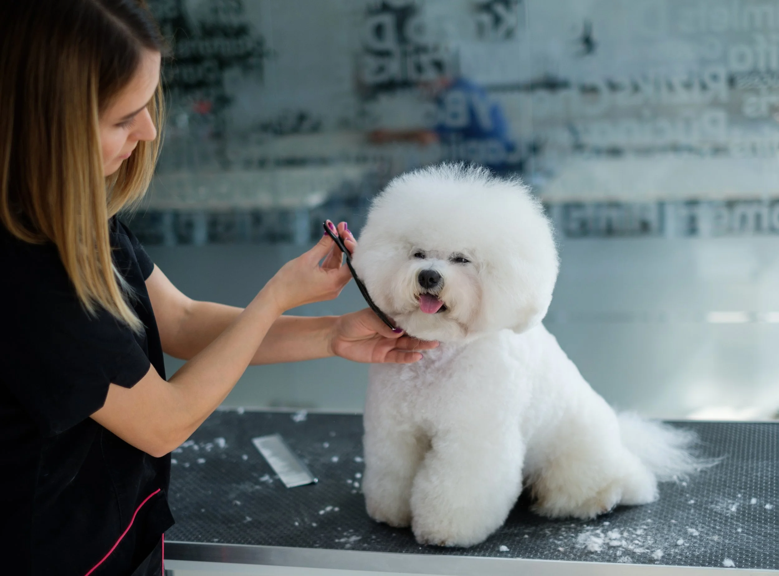 Bichon Frise being clipped by a professional groomer.jpeg