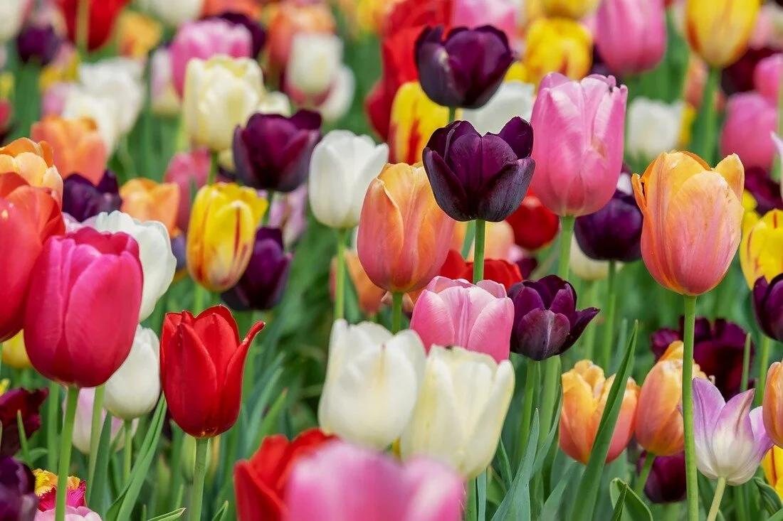 What Flower Will Your Audience See?