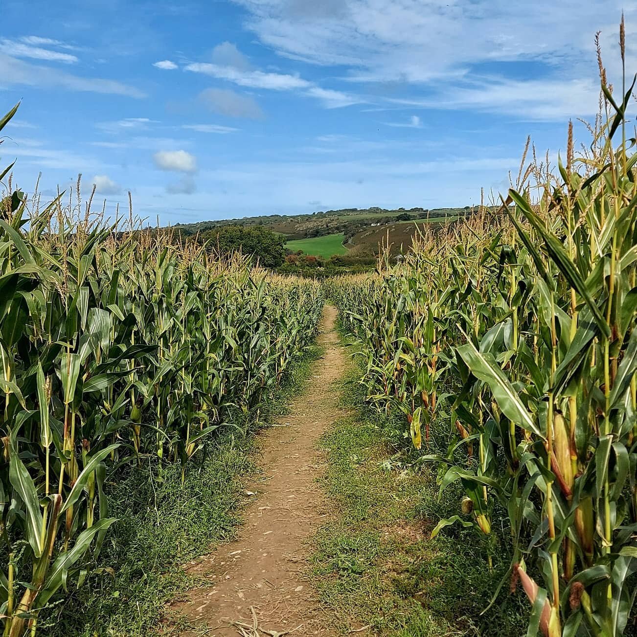 👣CARDIGAN TO PATCH👣⁣
⁣⁣
Today we enjoyed a walk from Cardigan to Patch, following the @walescoastpath👣
⁣
This part of the path goes inland through fields with great views over St Dogmaels &amp; the Teifi Estuary before coming out in Patch ⚓⁣
⁣
It'