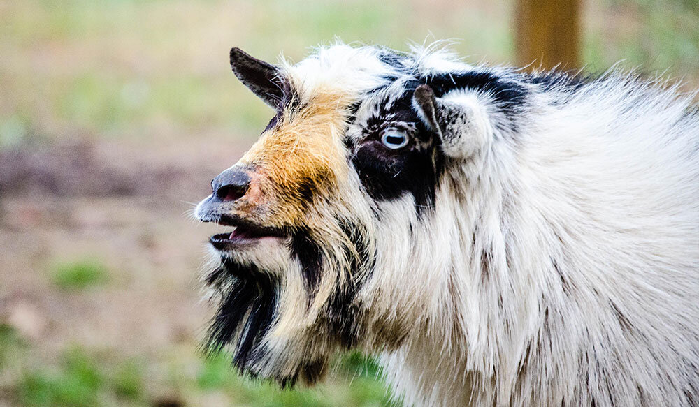 c_04NigerianDwarfGoats_JunieBFarms.jpg