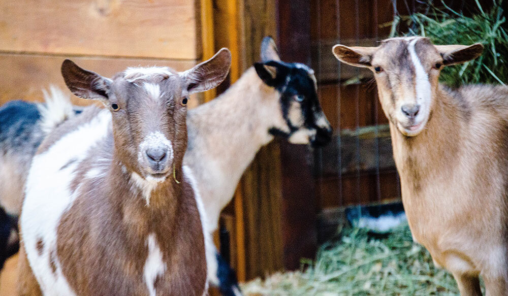 c_03NigerianDwarfGoats_JunieBFarms.jpg