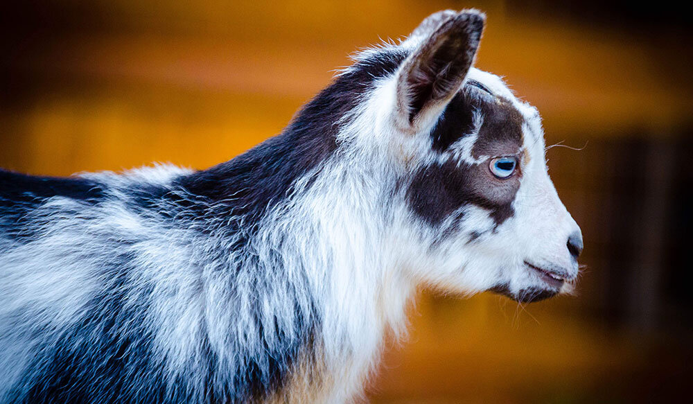 Meet Our Nigerian Dwarf Goats  Smithsonian's National Zoo and Conservation  Biology Institute