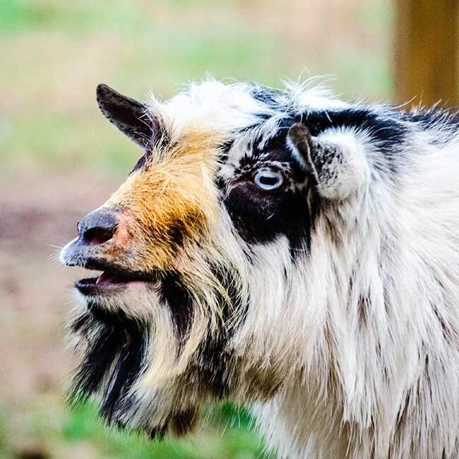 Meet the Goats — Junie B. Farms