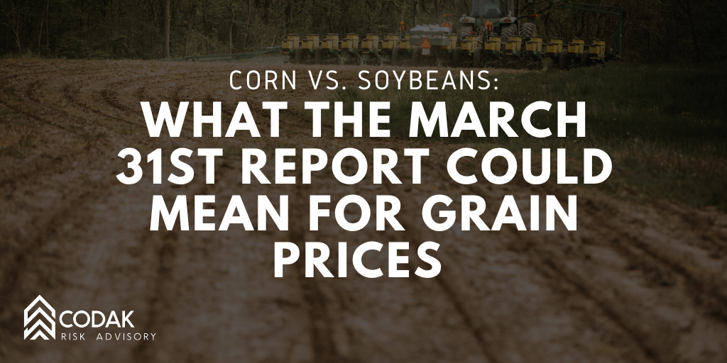 Corn vs. Soybeans: What the March 31st Report Could Mean for Grain Prices&nbsp;