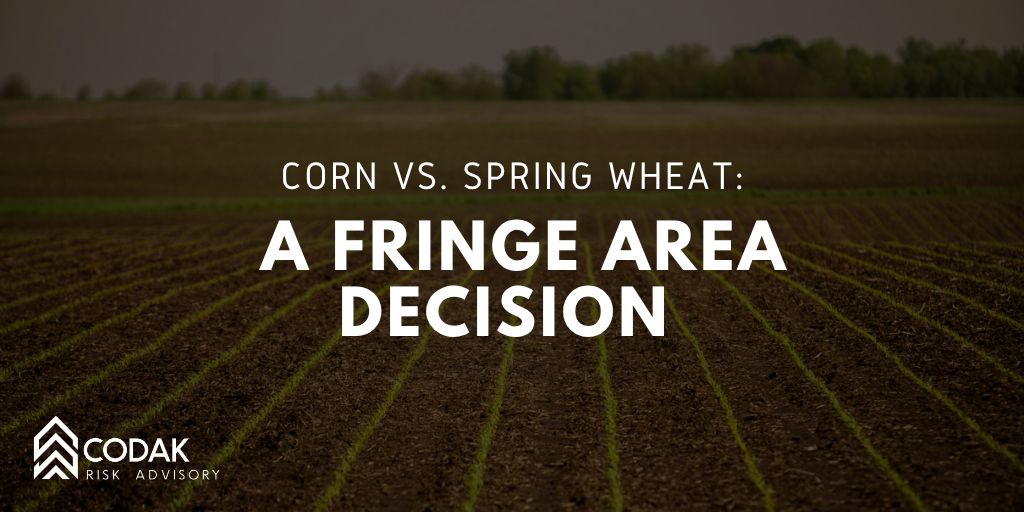Corn vs. Spring Wheat: A Fringe Area Decision&nbsp;