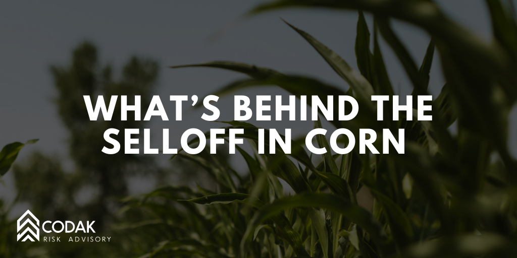 What’s Behind the Selloff in Corn&nbsp;
