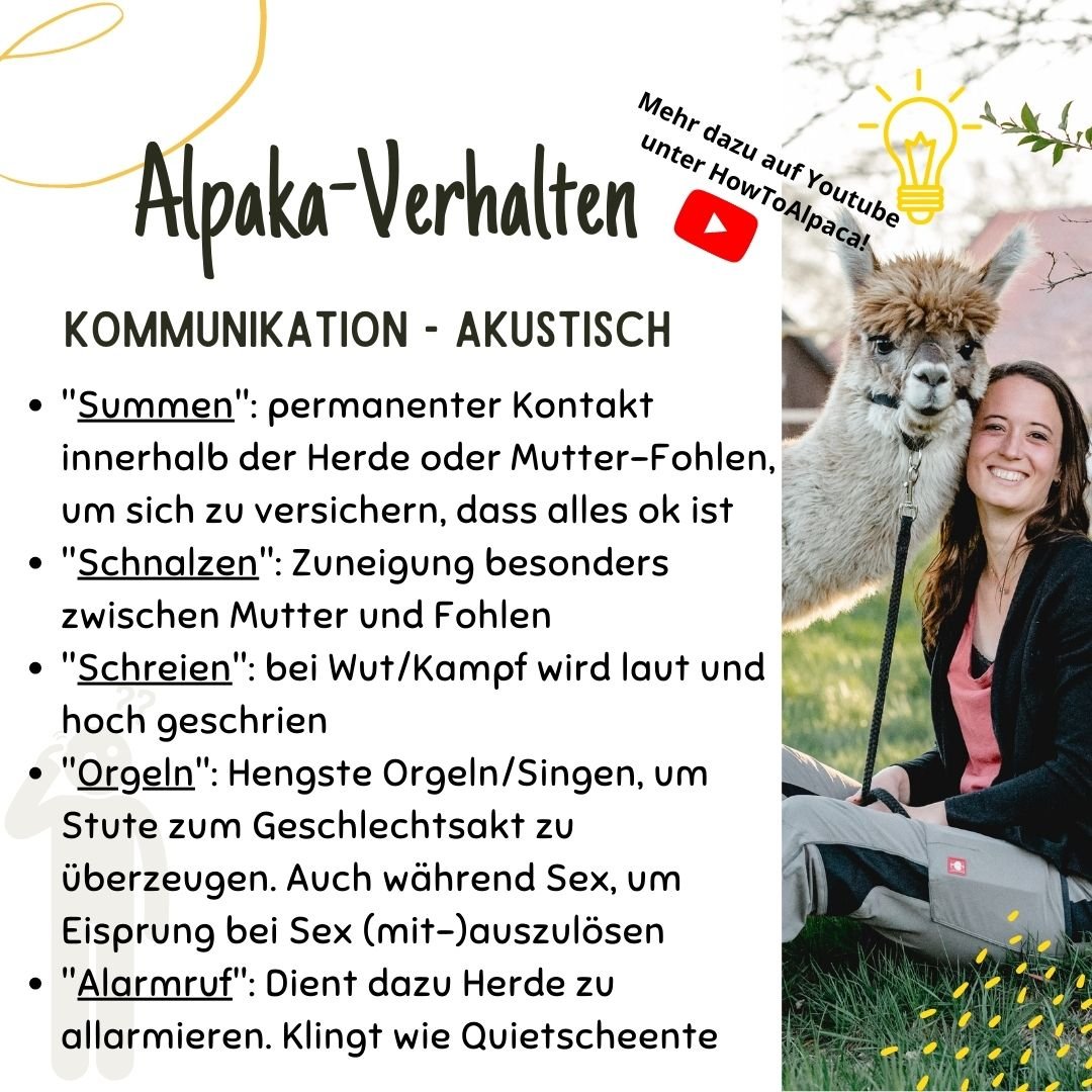 Alpaka-Verhalten: Kommunikation