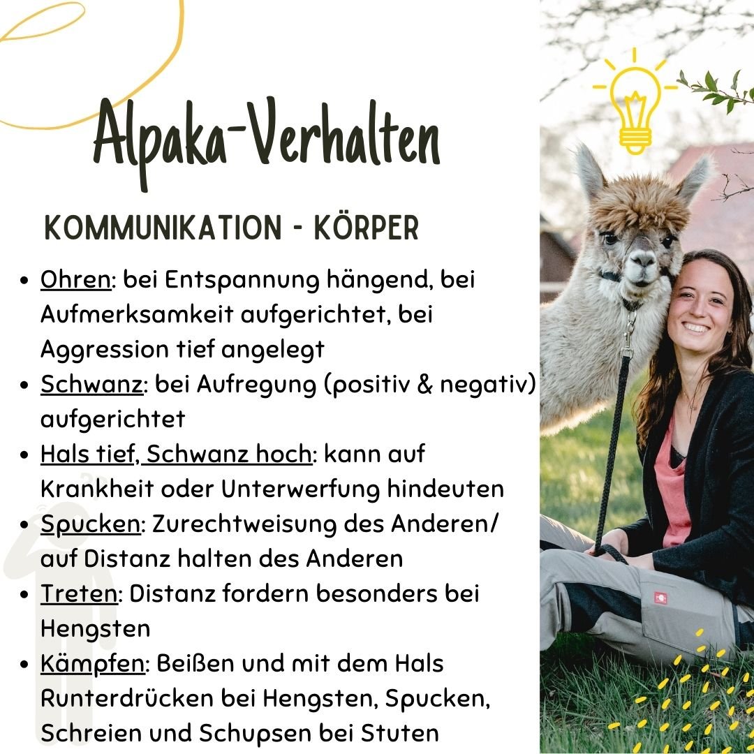 Alpaka-Verhalten: Körpersprache