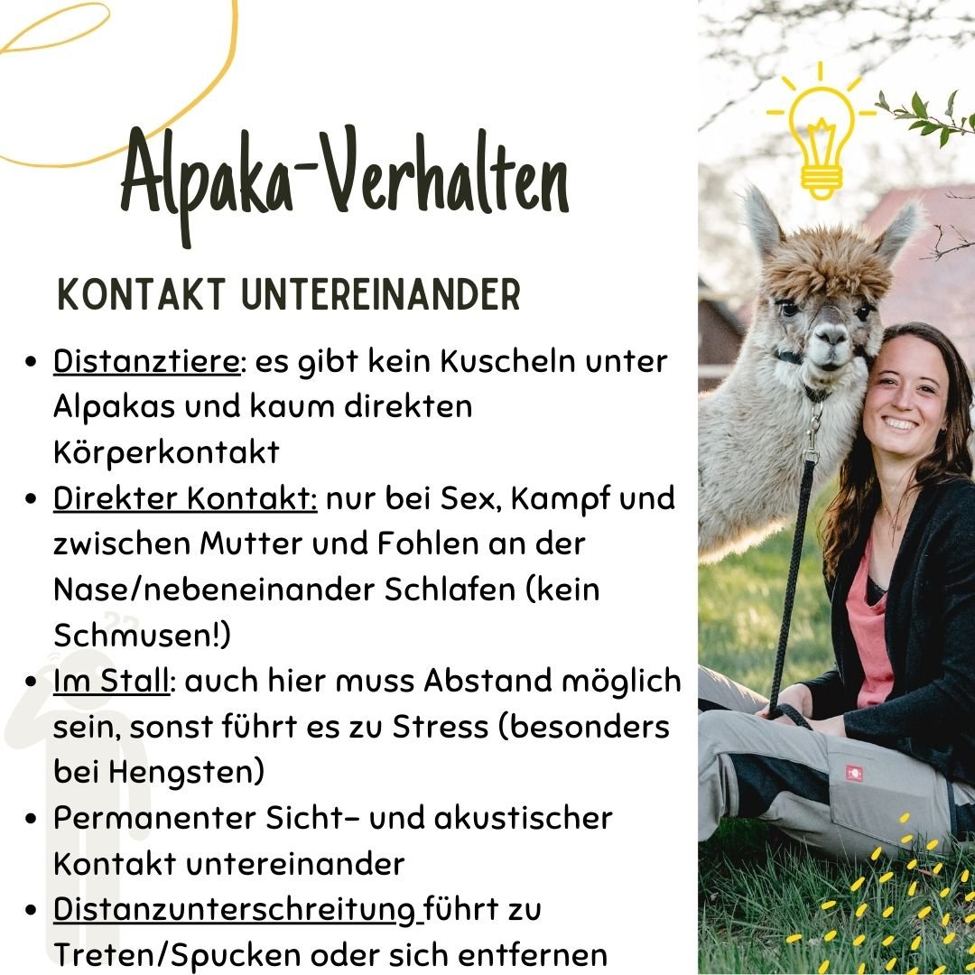 Alpaka-Verhalten: Kontakt