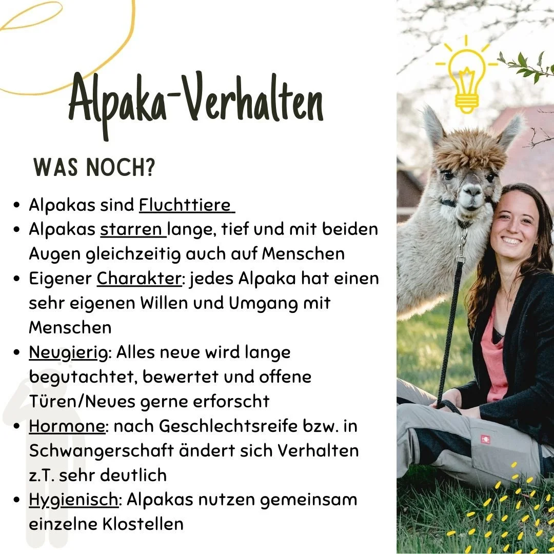Alpaka-Verhalten: Charakter etc.