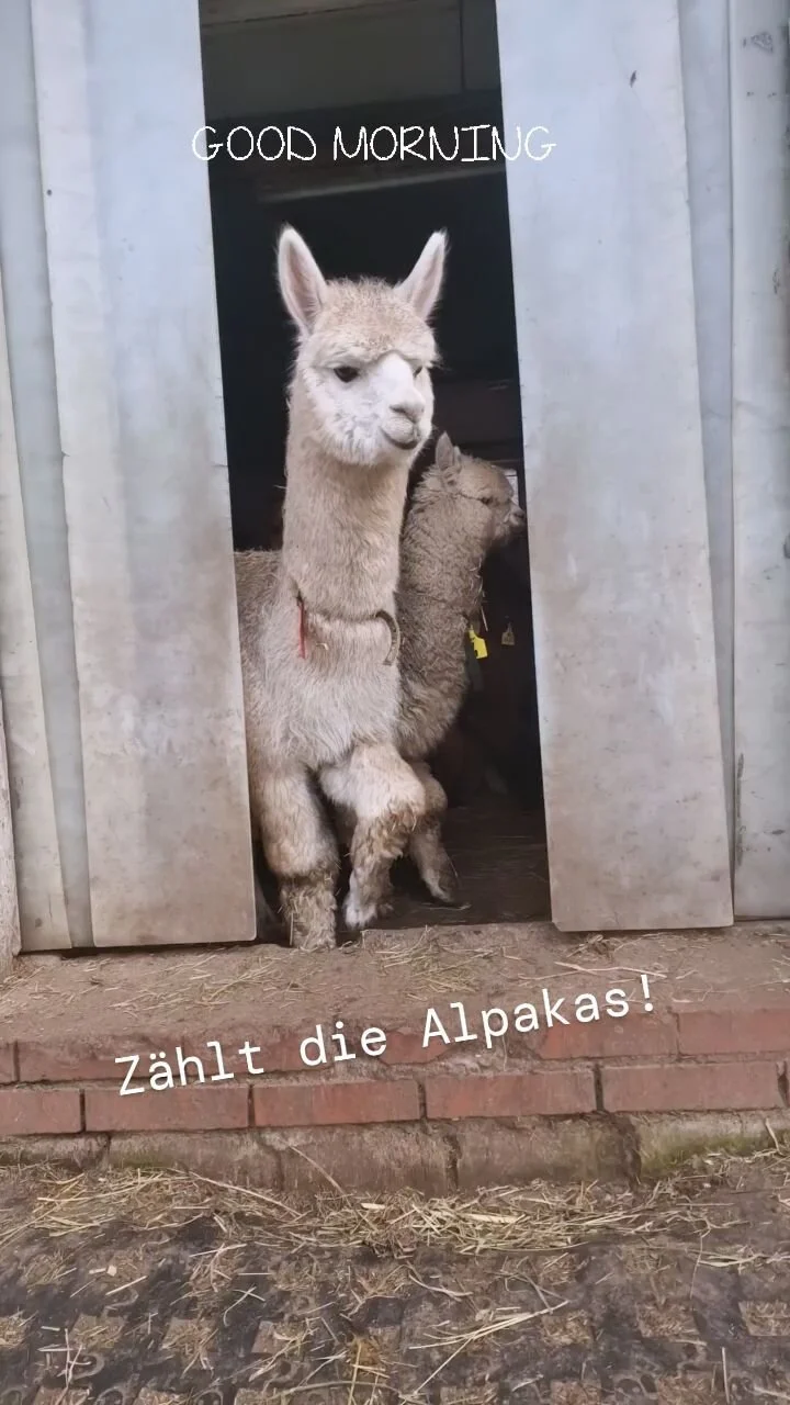 aabach-farm-alpakas