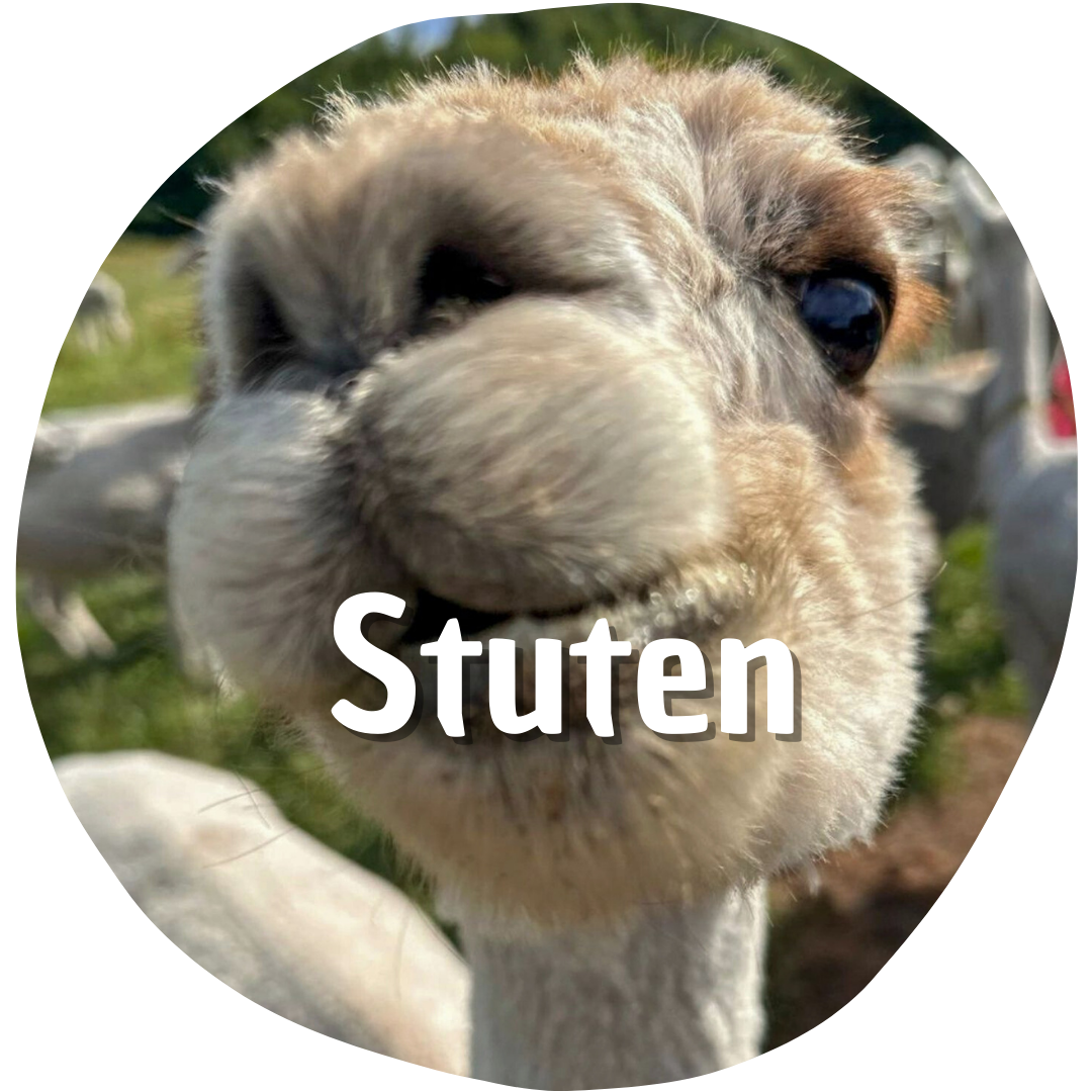 Stuten