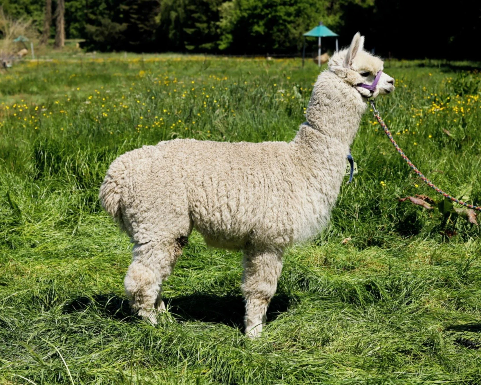 Weißes Alpaka vor grünem Gras von der Seite