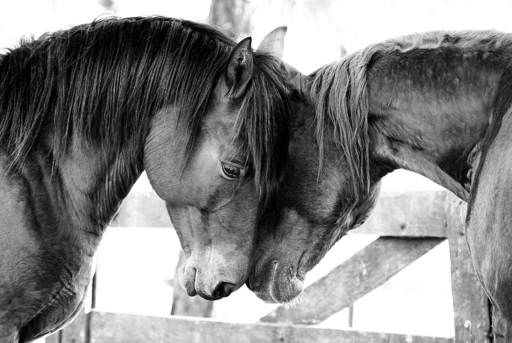 Two Morgan Horses captured by the lenses of Raphael Macek