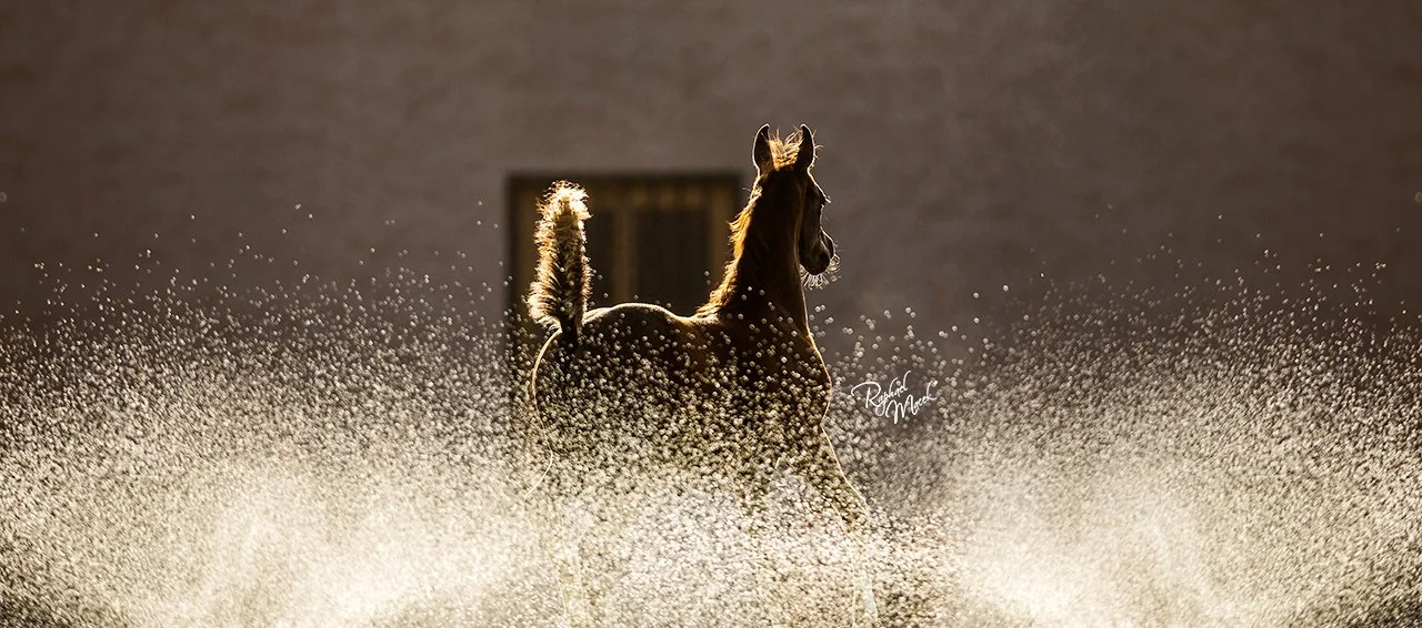 Arabian Horse running into water sprinklers in Ajman UAE