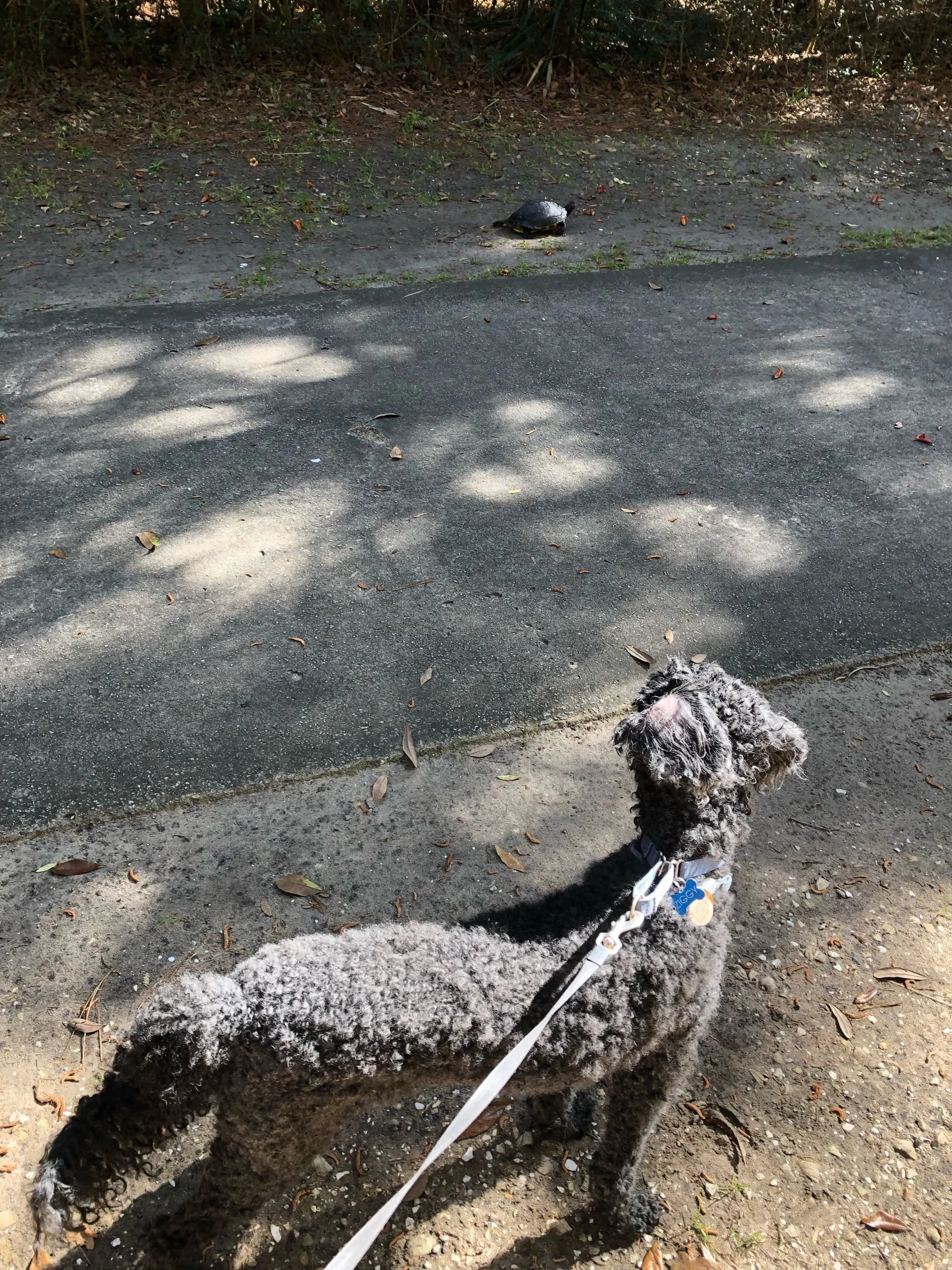 IMG_0572.jpeg
