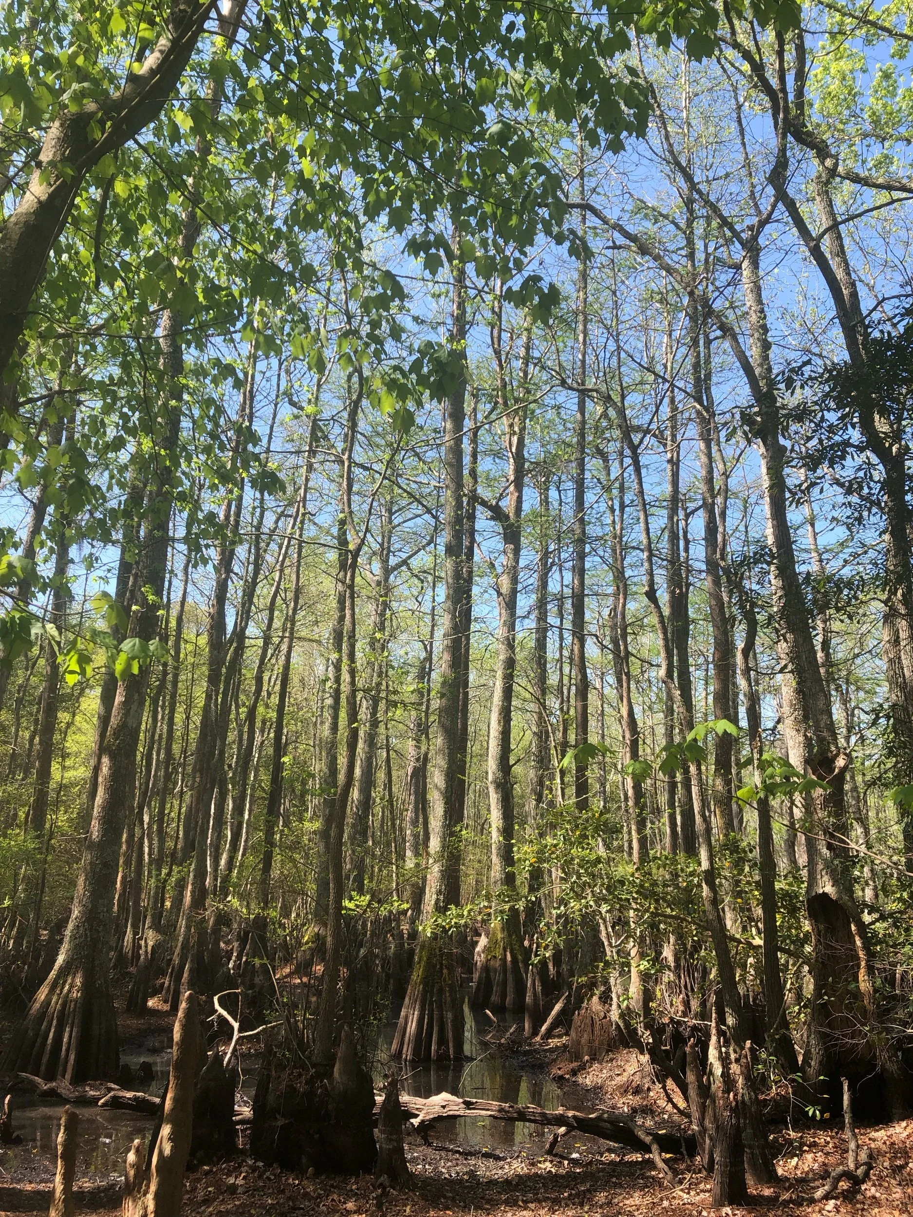 IMG_0800.jpeg