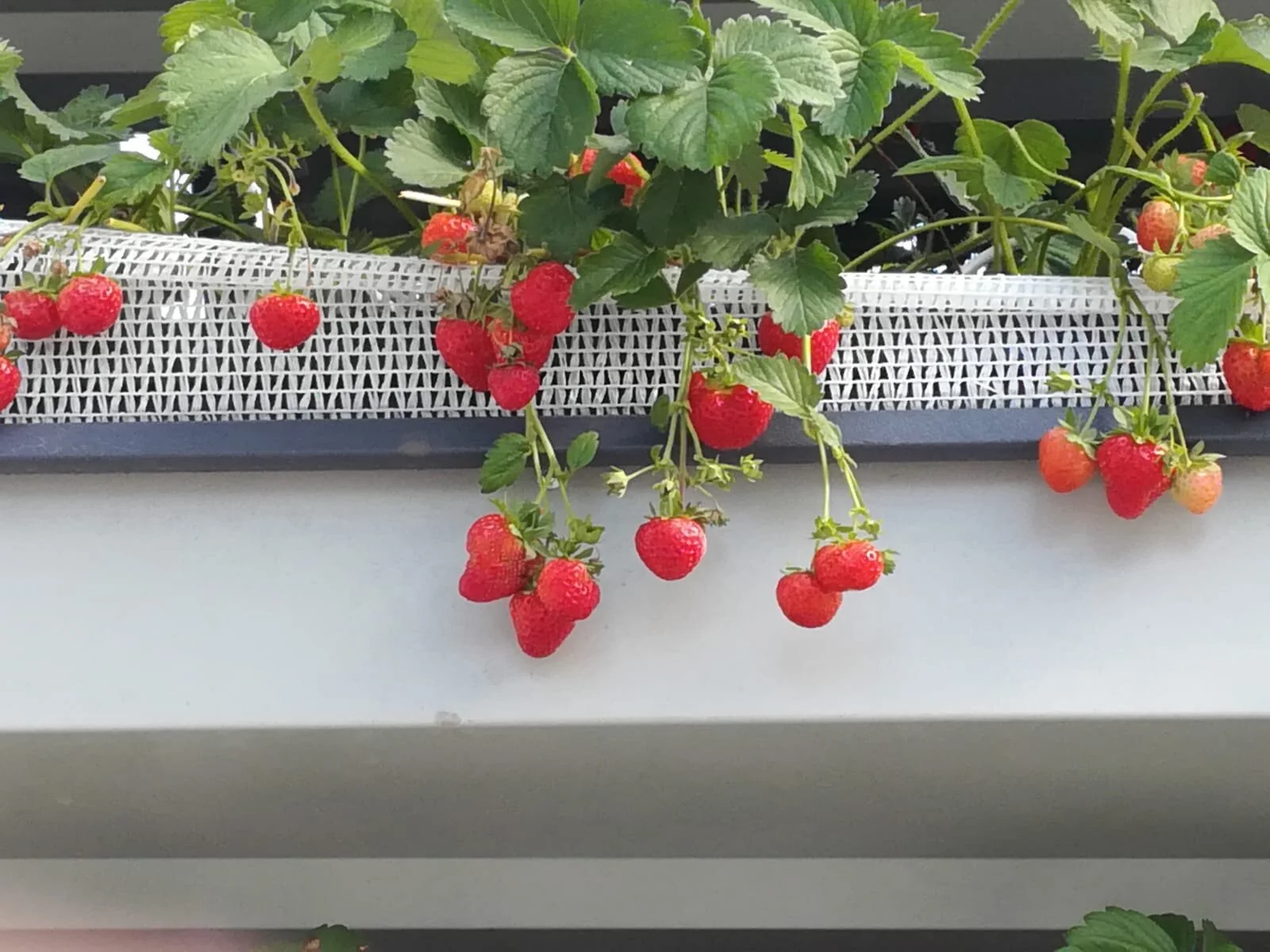 WhatsApp Image 2021-09-12 at 16.27.32.jpeg