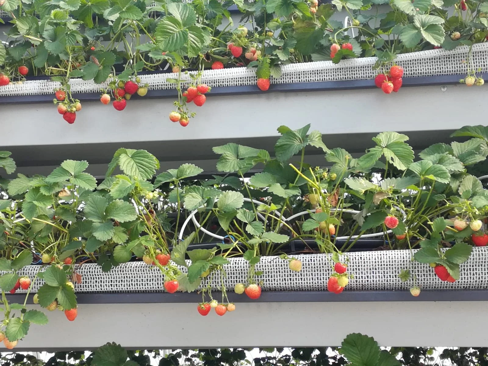 WhatsApp Image 2021-09-12 at 16.27.34.jpeg