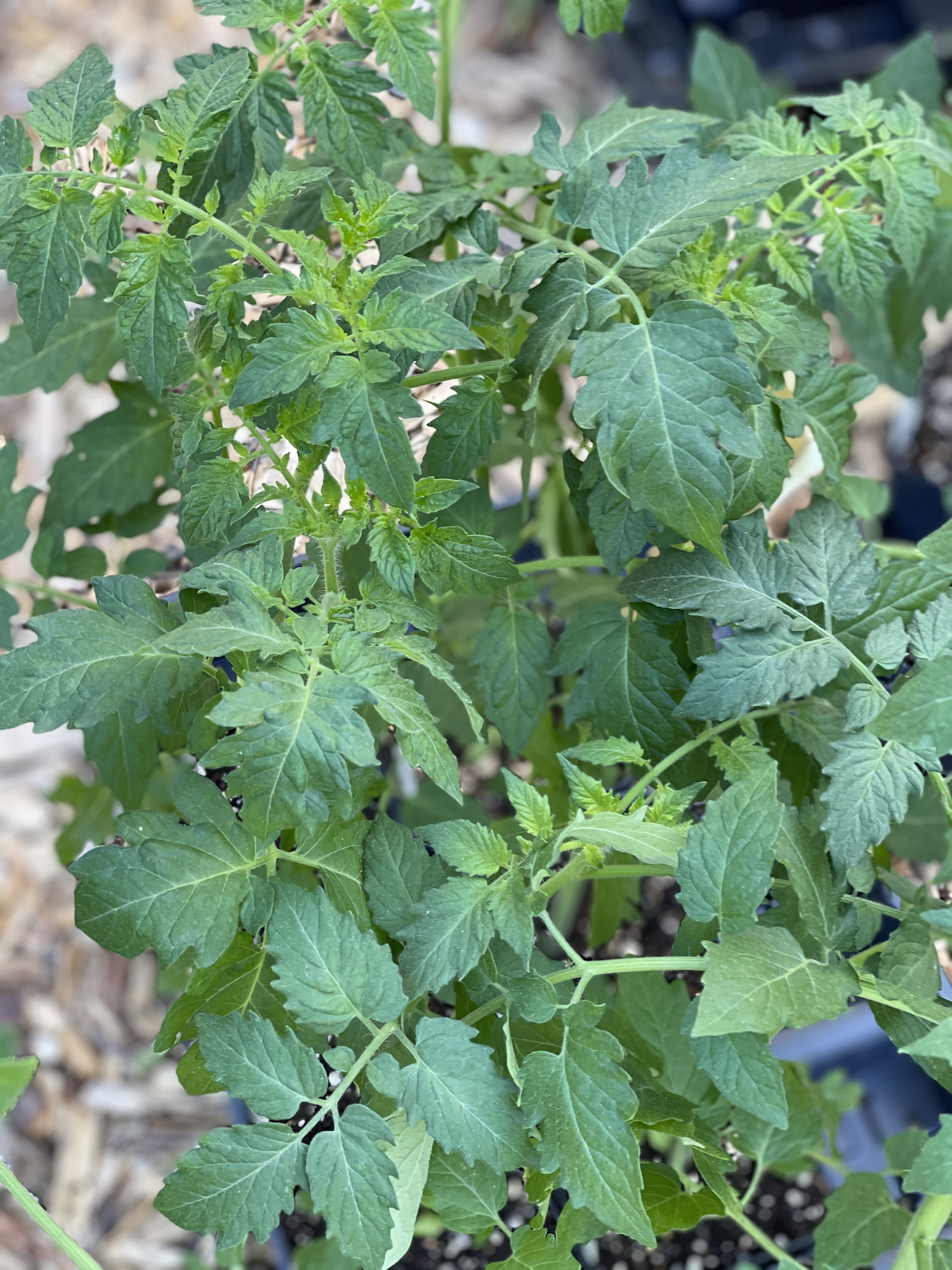 tomato-seedling-1-vernon-family-farm.png
