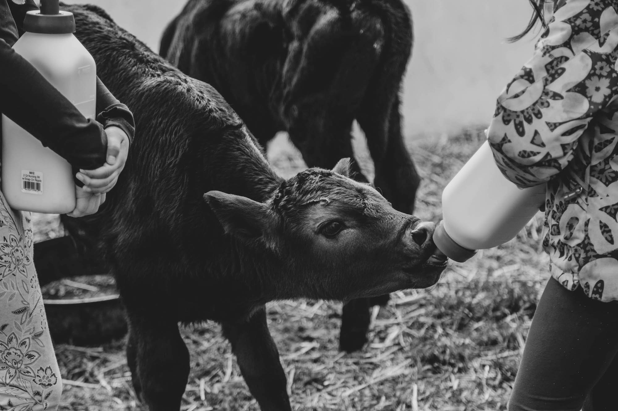 Cow-Baby-Vernon-Family-Farm.jpg