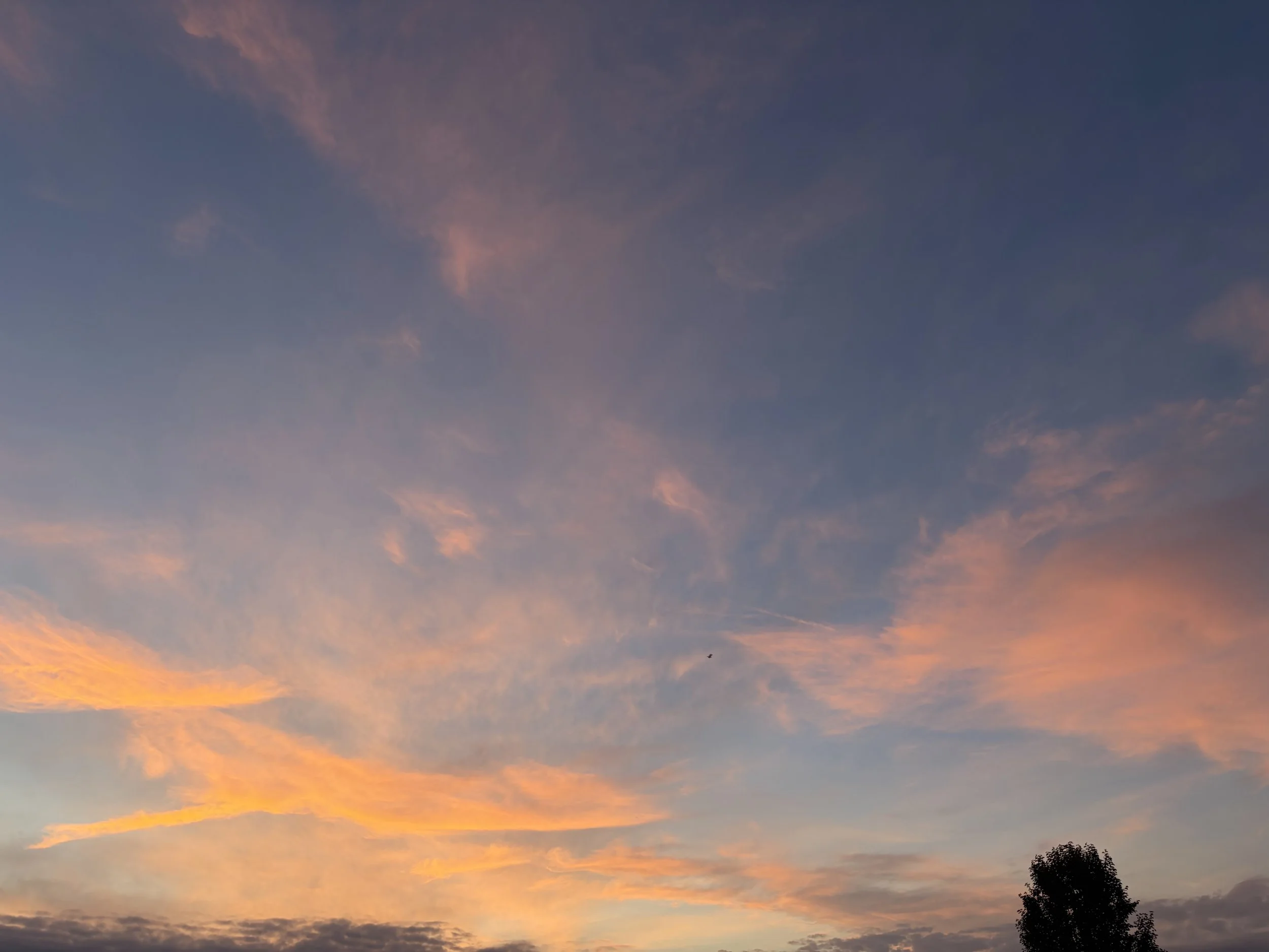 IMG_1603.jpeg